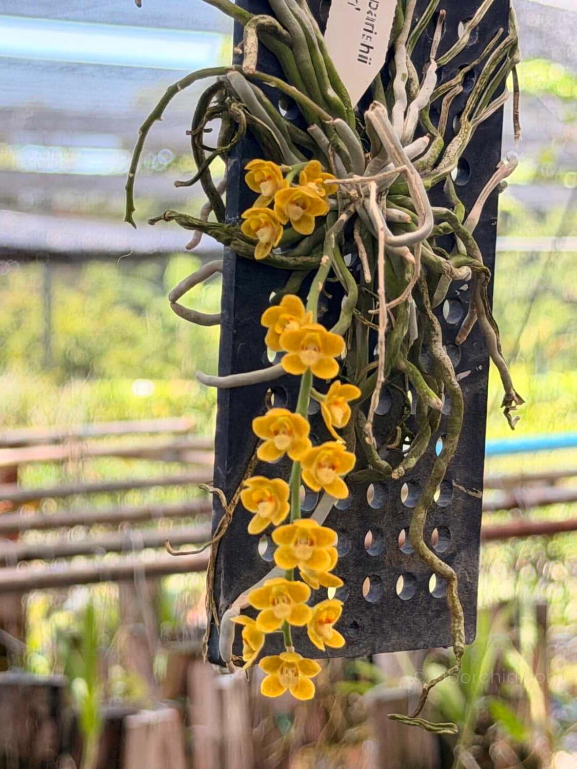 Chiloschista nakornpanomensis