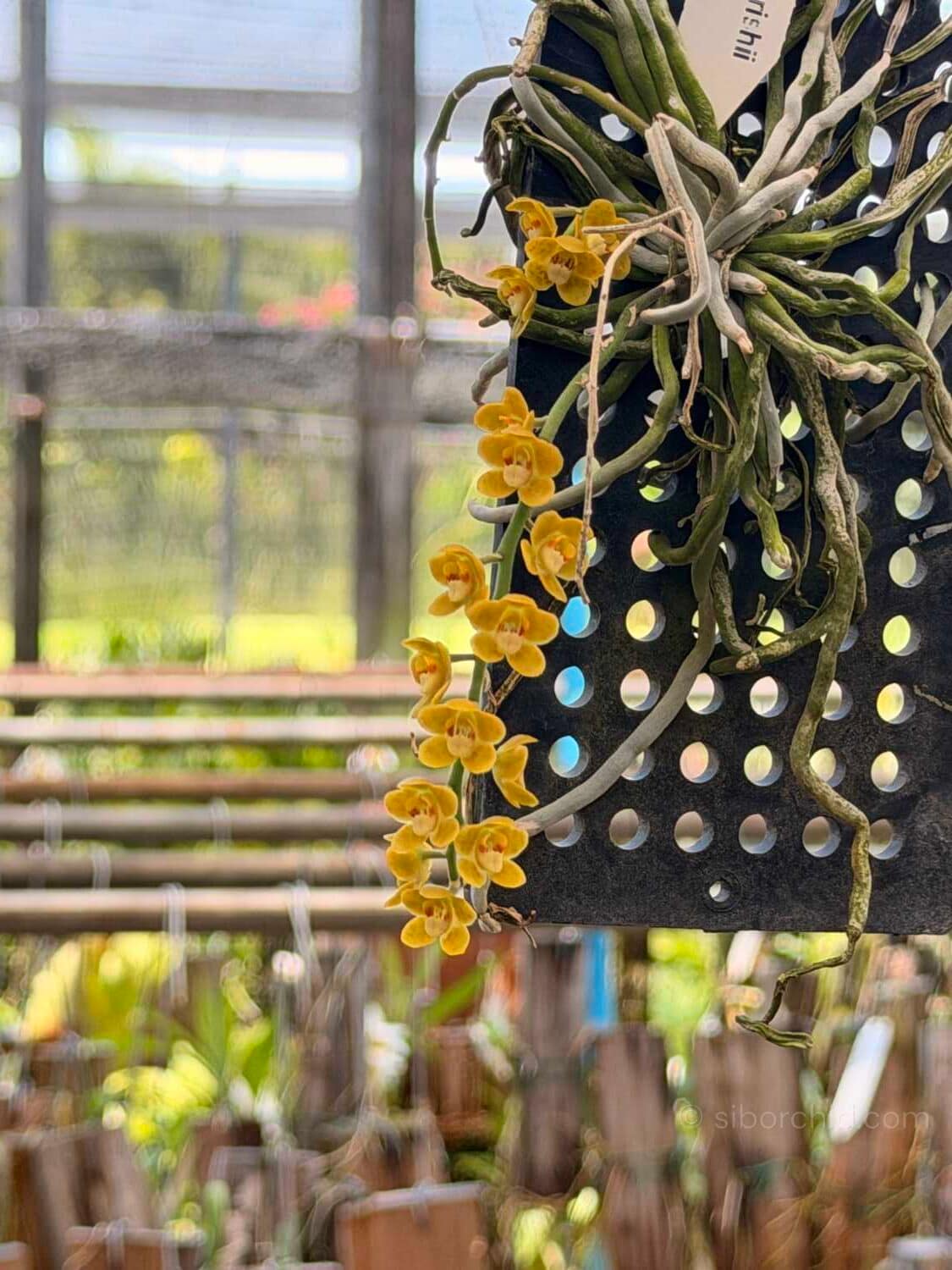 Chiloschista nakornpanomensis