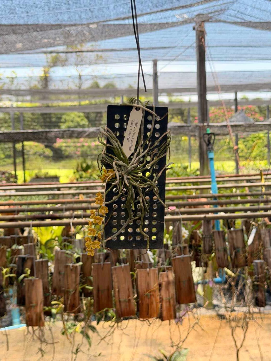 Chiloschista nakornpanomensis