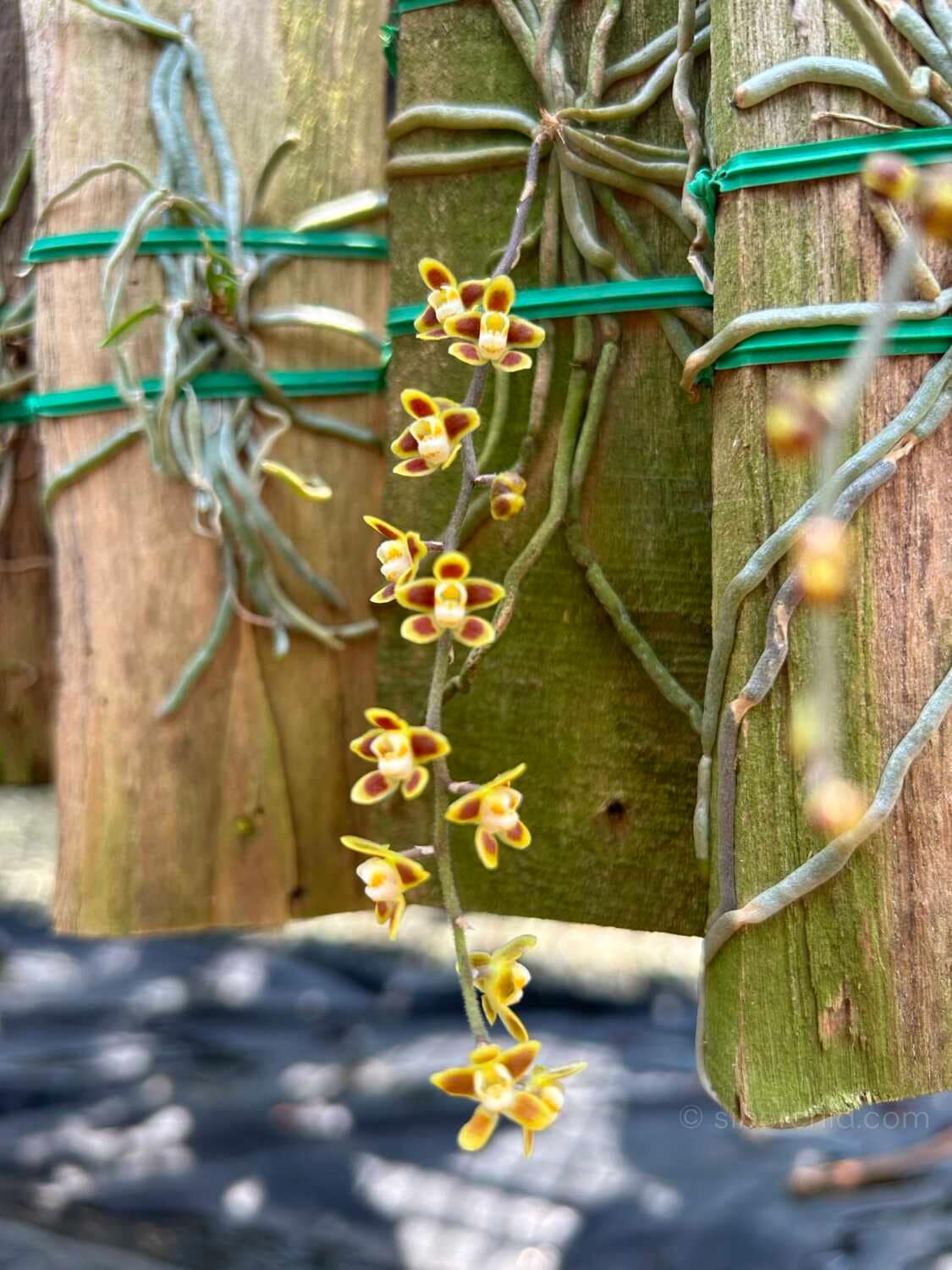 Chiloschista ramifera - Chiloschista ramifera