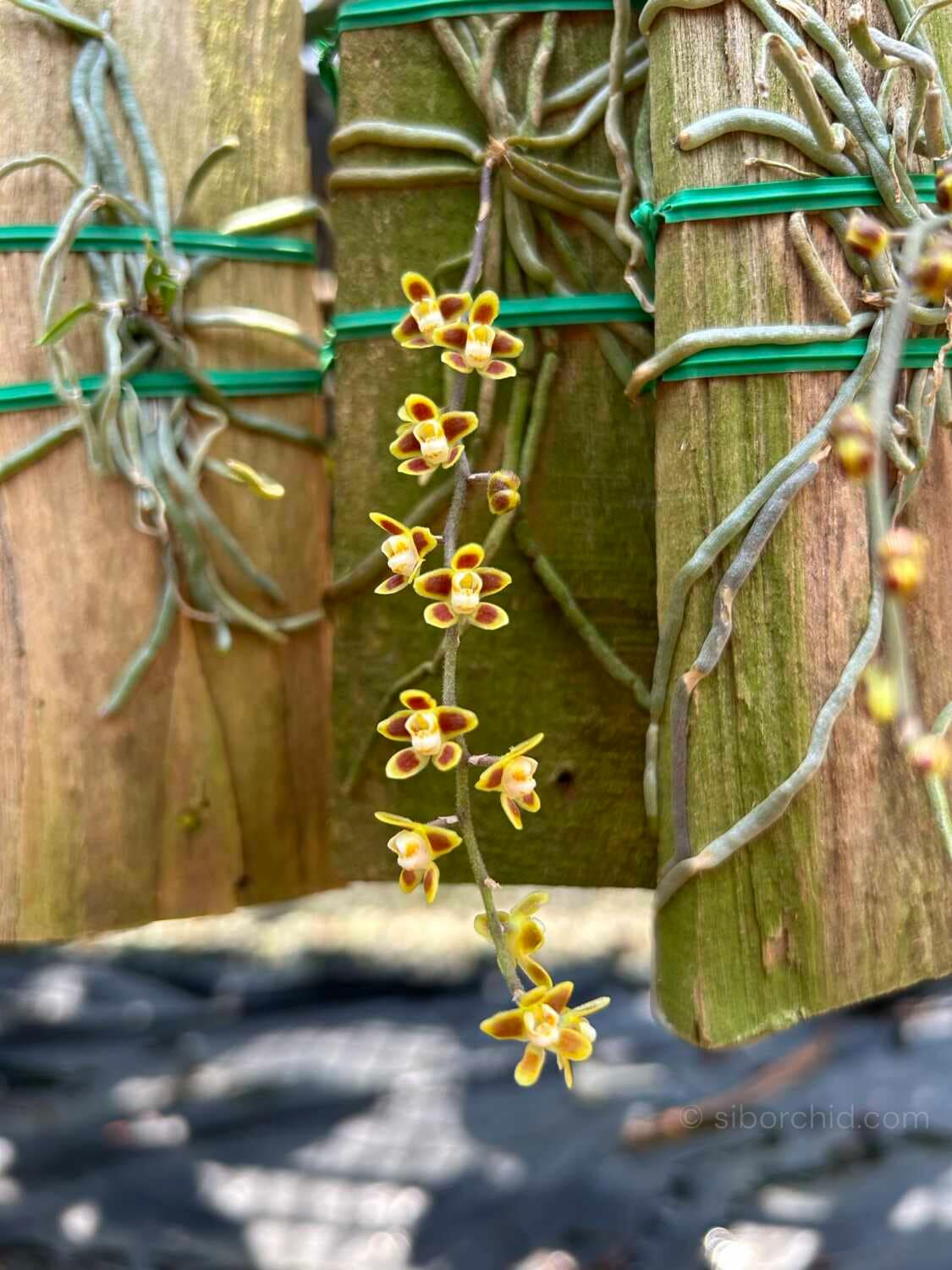 Chiloschista ramifera - Chiloschista ramifera