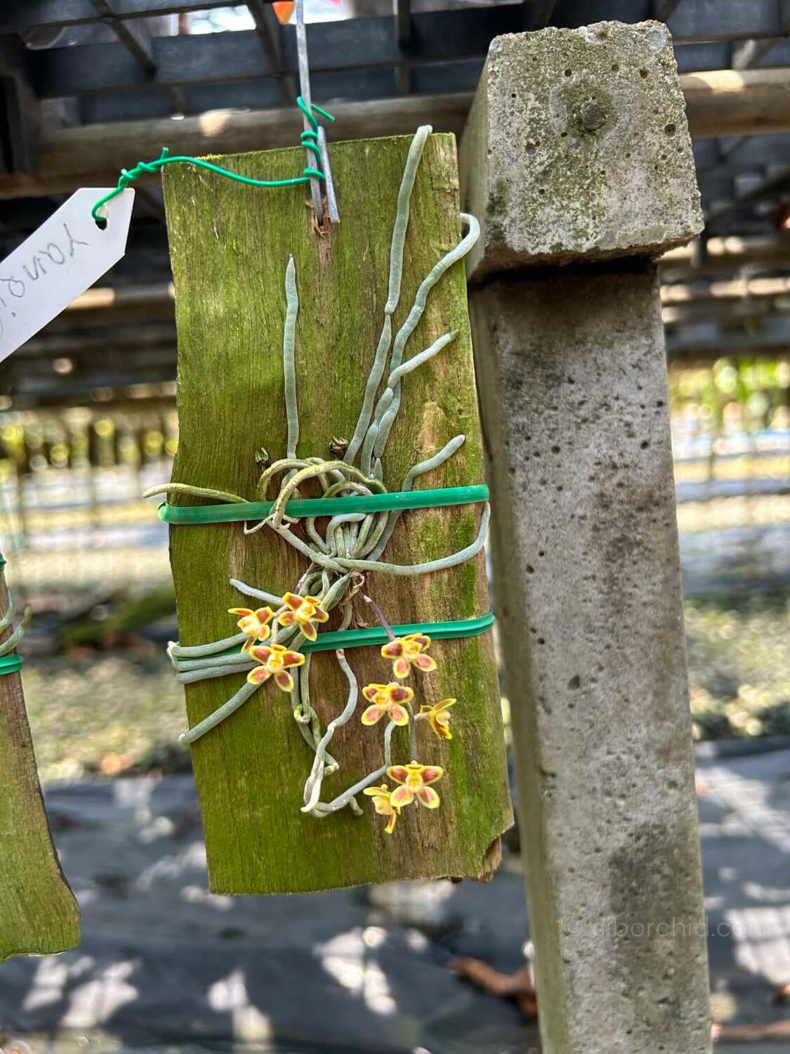 Chiloschista ramifera - Chiloschista ramifera