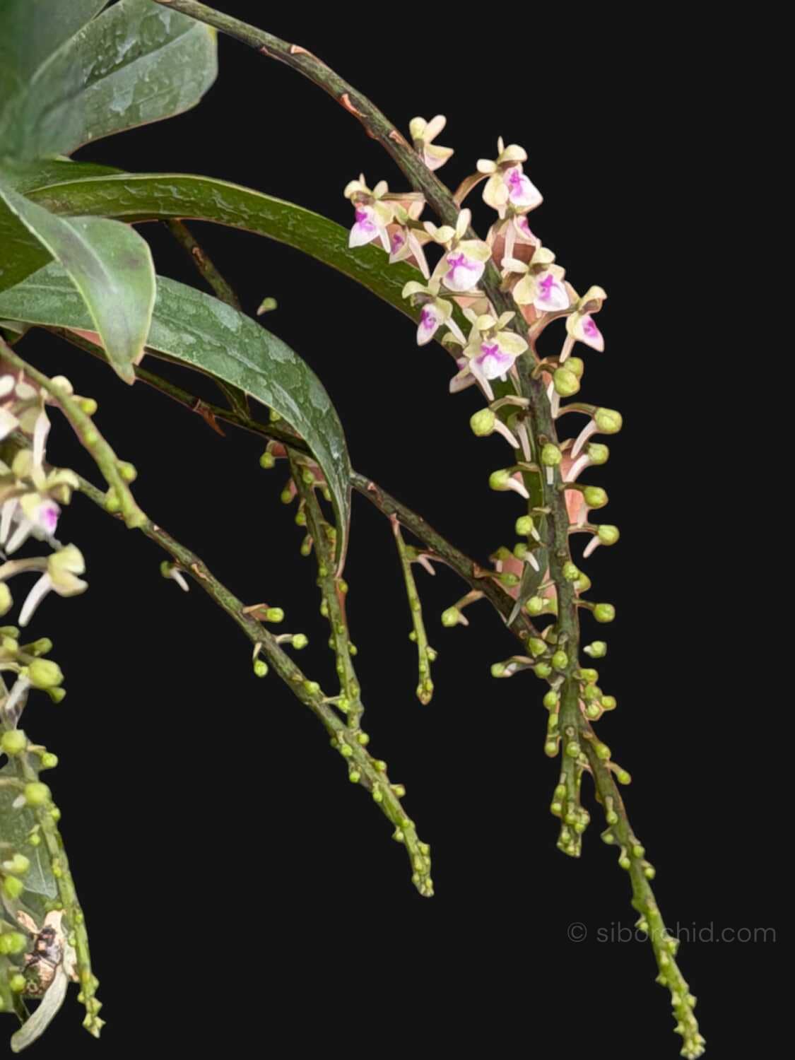 Saccolabiopsis pusilla