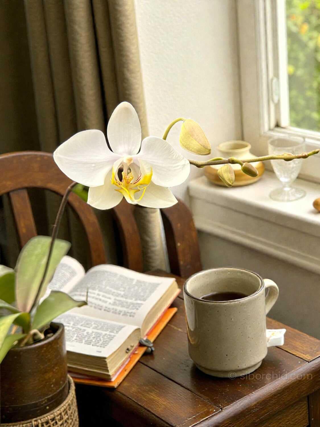 Phalaenopsis amabilis - Phalaenopsis amabilis