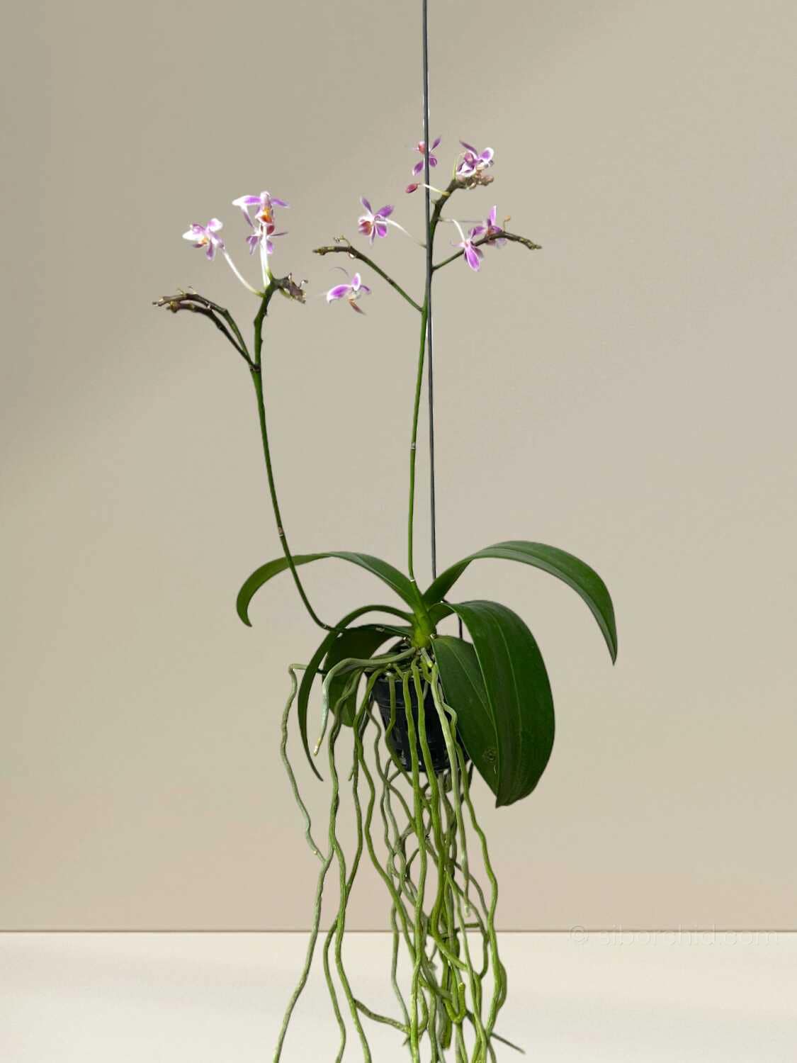 Phalaenopsis equestris