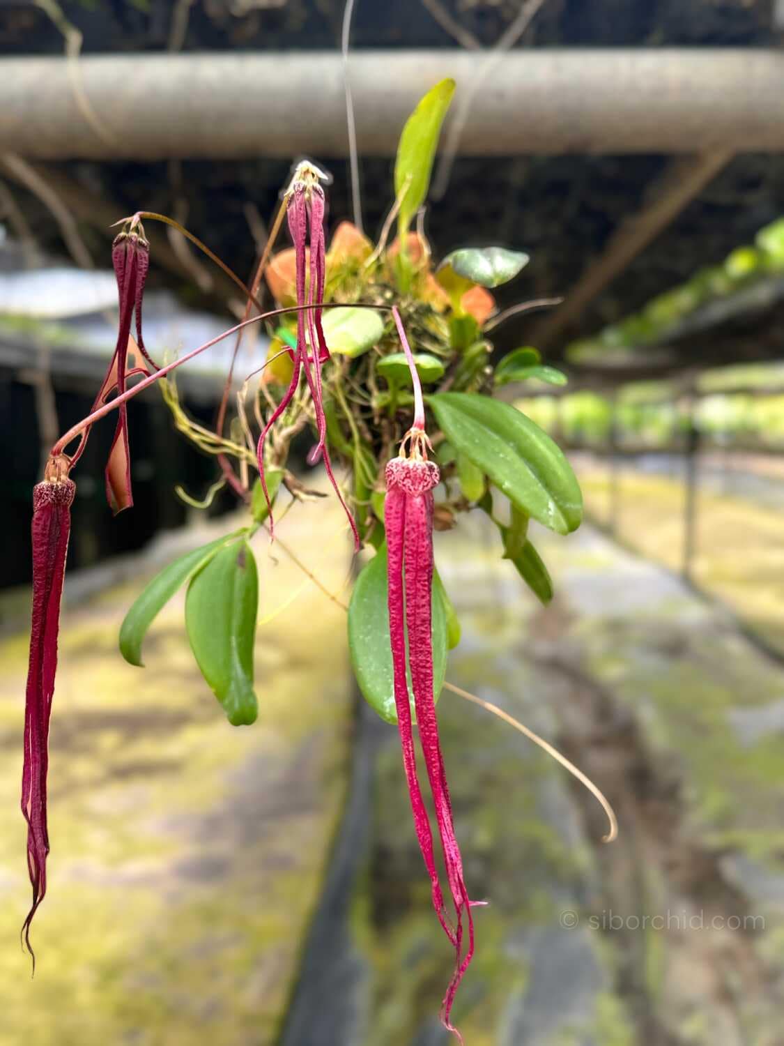 Bulbophyllum plumatum