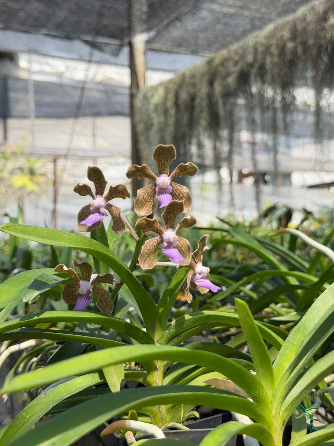 Vanda tessellata sb orchid for sale