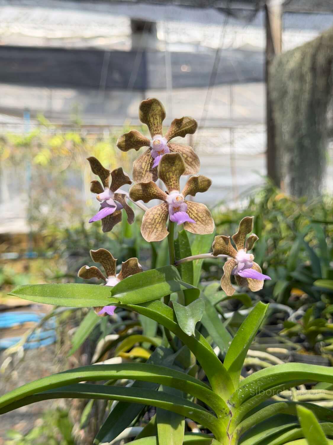 Vanda tessellata sb orchid for sale