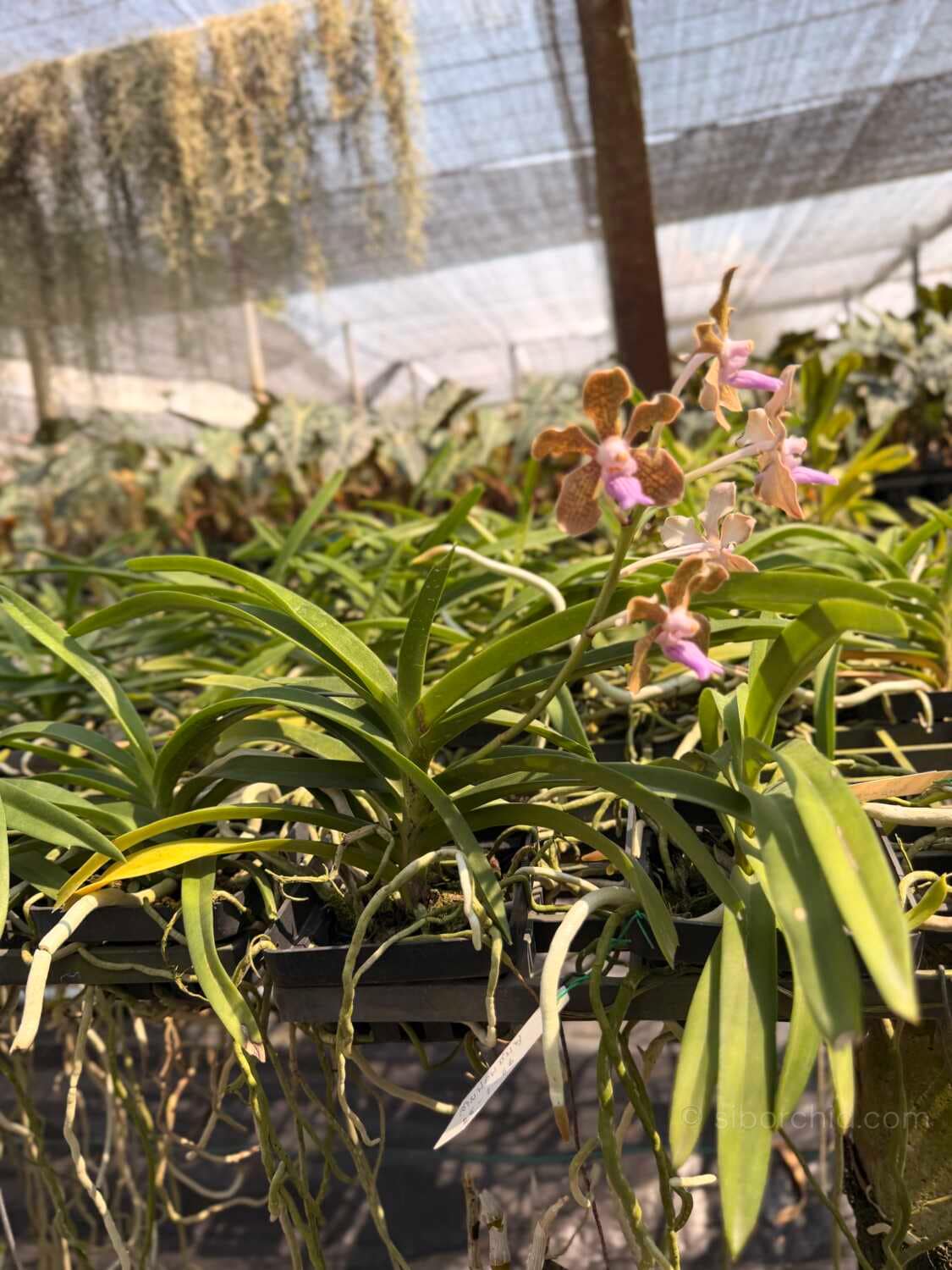 Vanda tessellata sb orchid for sale