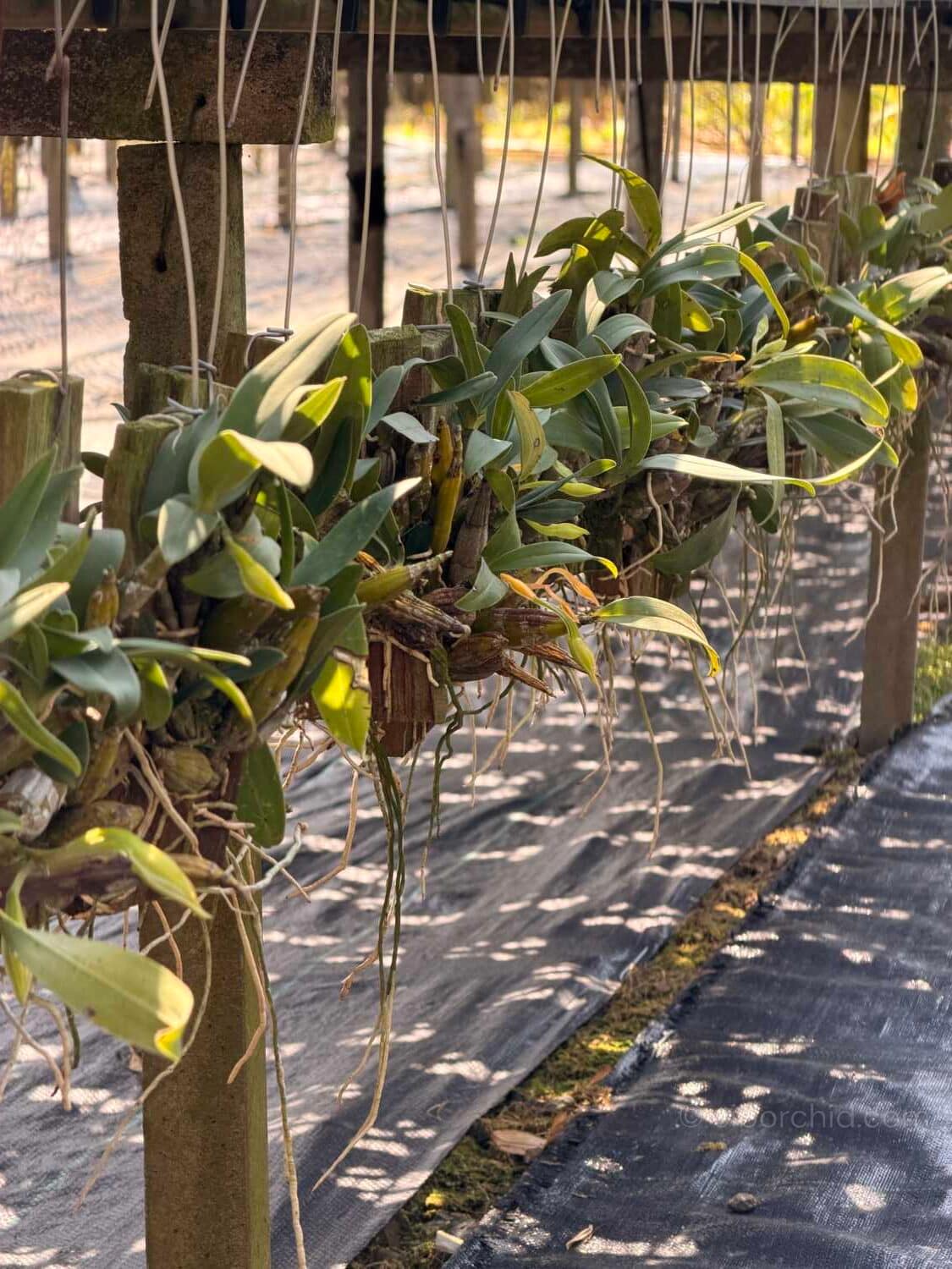 Dendrobium trigonopus (Well Plant) - Dendrobium trigonopus (Well Plant) - Image 3