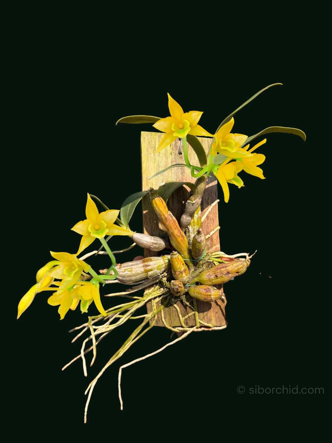 Dendrobium trigonopus (Well Plant) - dendrobium-trigonopus-blooming-size-mounted-plant.jpg