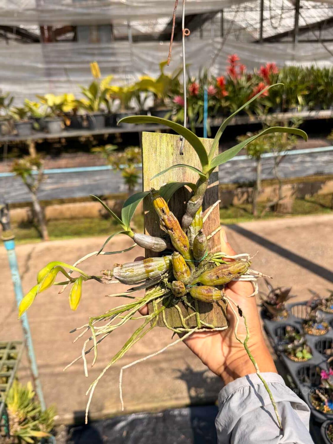 Dendrobium trigonopus (Well Plant) - dendrobium-trigonopus-blooming-size-mounted-plant.jpg