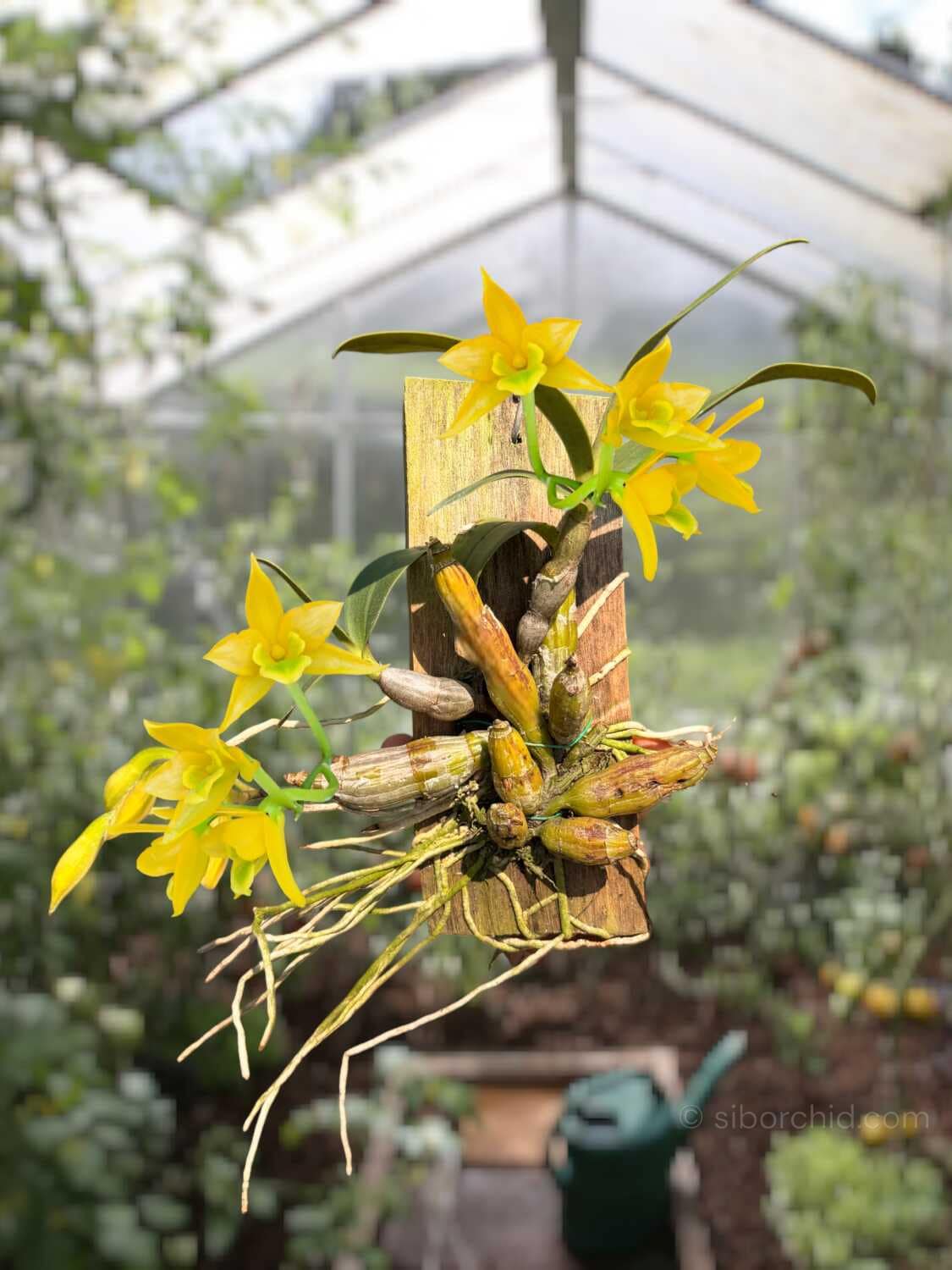 Dendrobium trigonopus (Well Plant) - dendrobium-trigonopus-blooming-size-mounted-plant.jpg