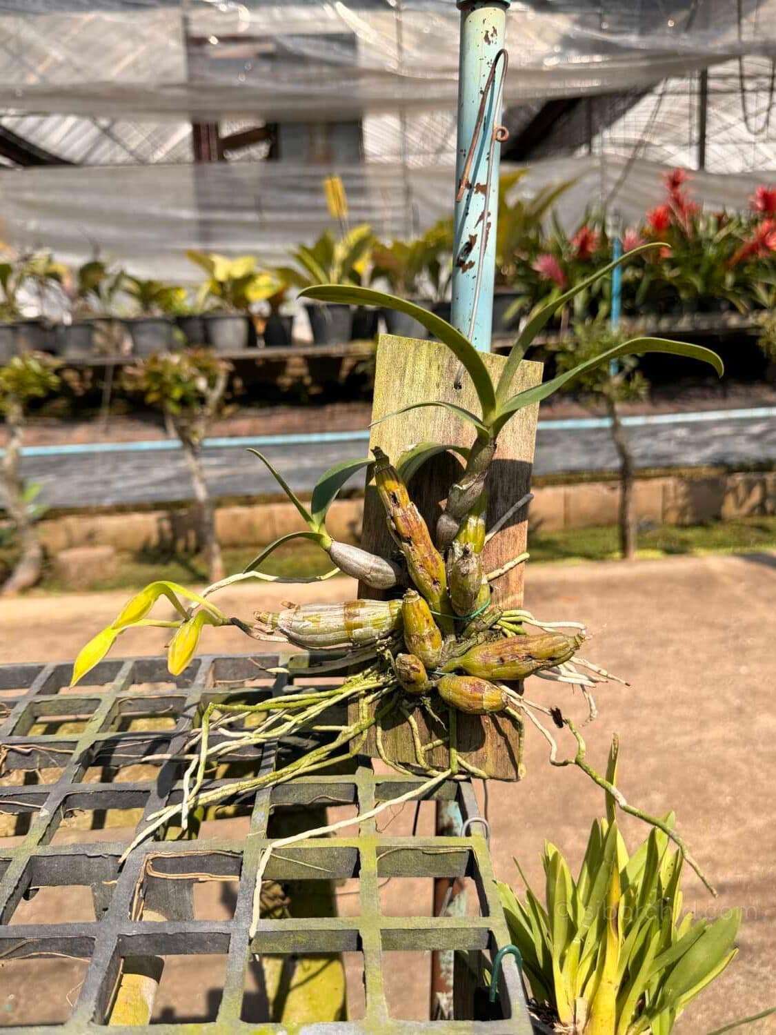 Dendrobium trigonopus (Well Plant) - dendrobium-trigonopus-blooming-size-mounted-plant.jpg