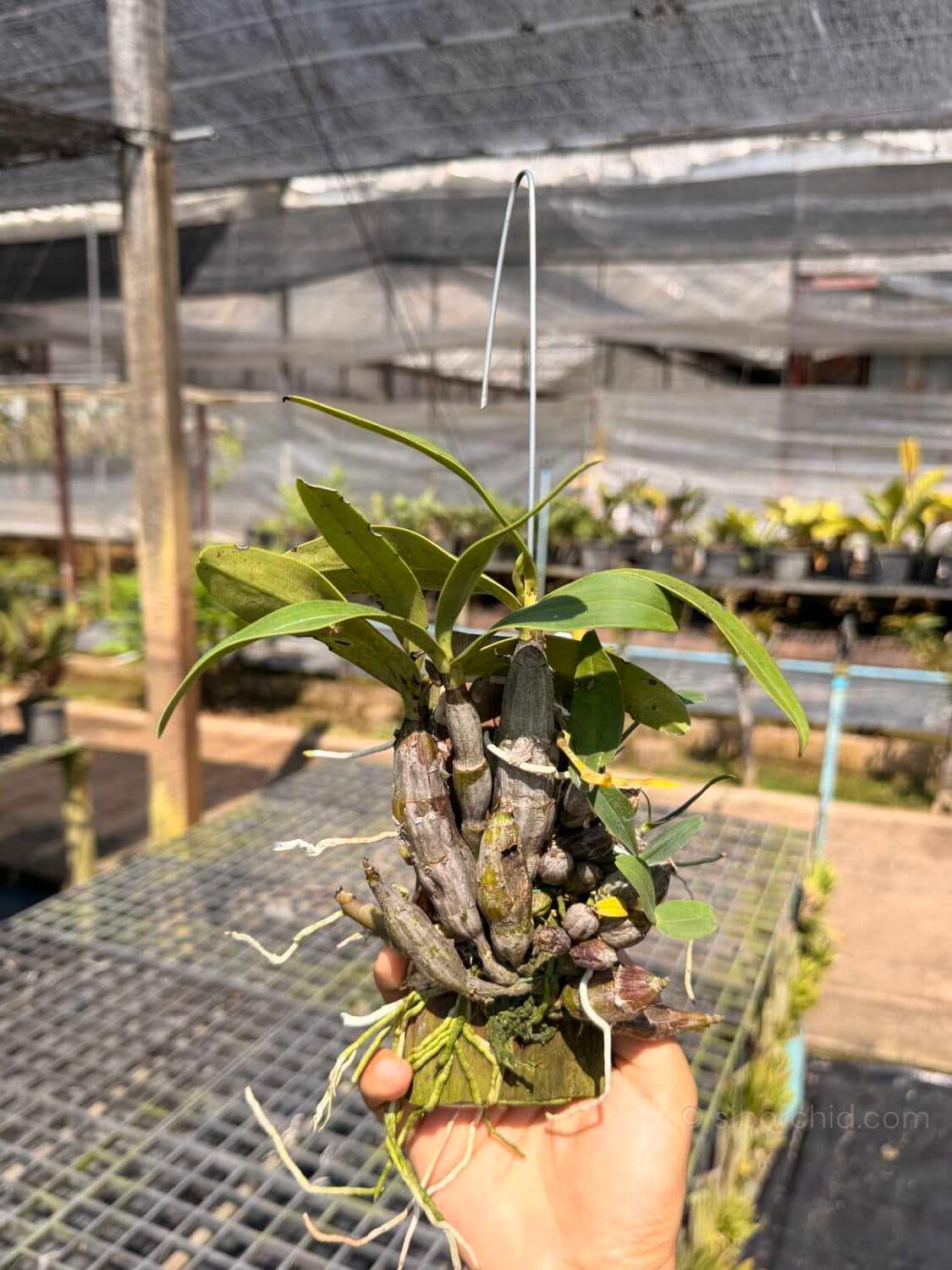 Dendrobium trigonopus (Well Plant) - dendrobium-trigonopus-blooming-size-mounted-plant.jpg