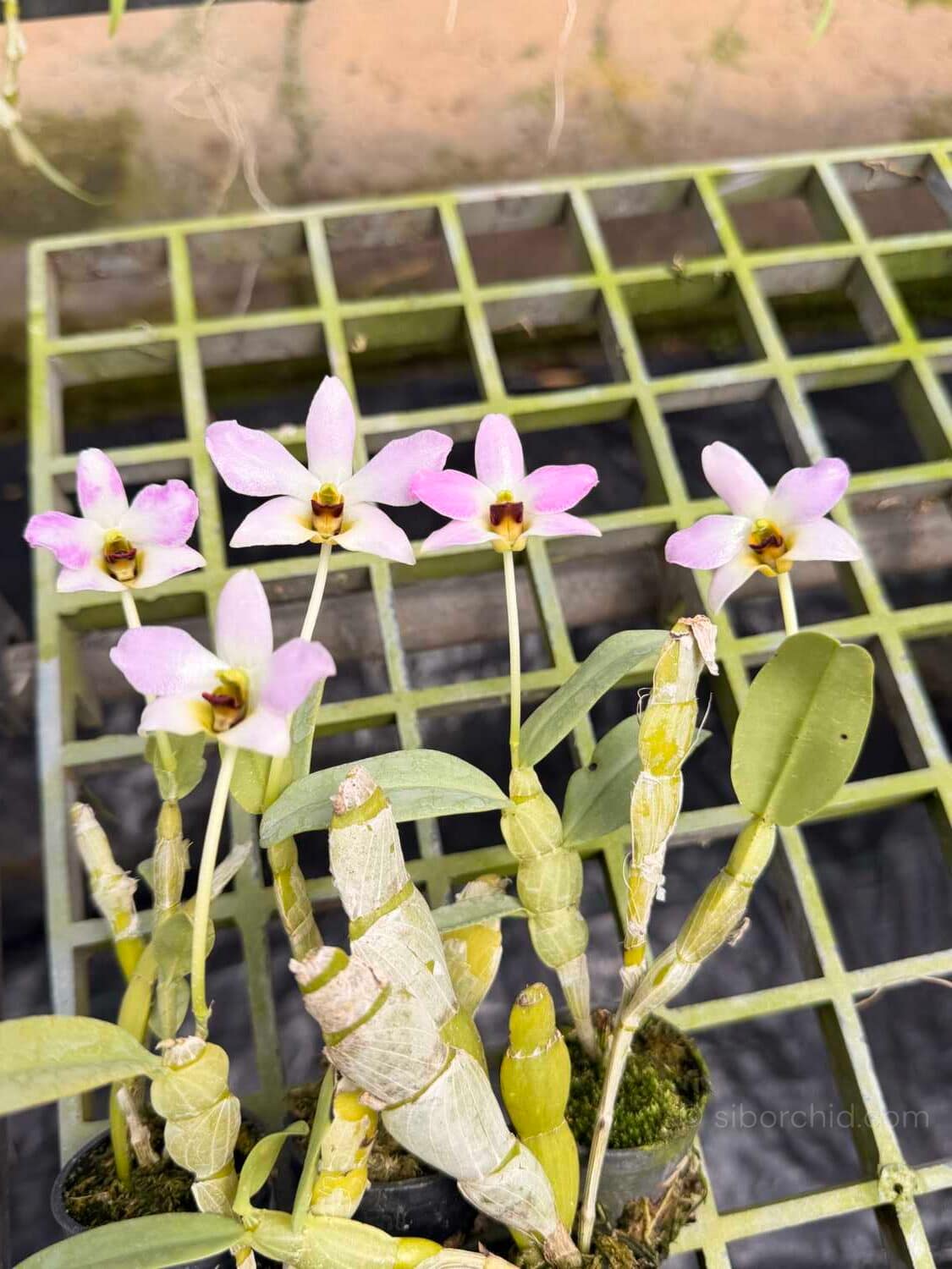Dendrobium trantuanii – Blooming Size - Dendrobium trantuanii