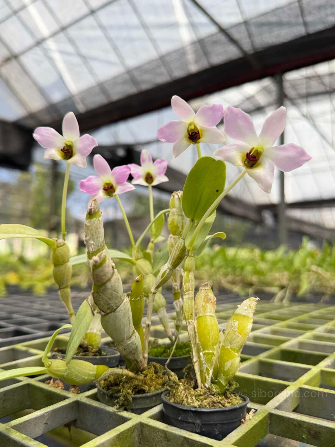 Dendrobium trantuanii – Blooming Size - Dendrobium trantuanii