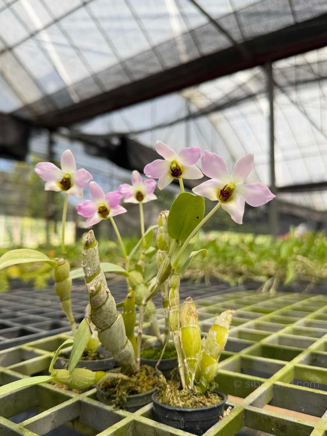 Dendrobium trantuanii – Blooming Size - Dendrobium trantuanii
