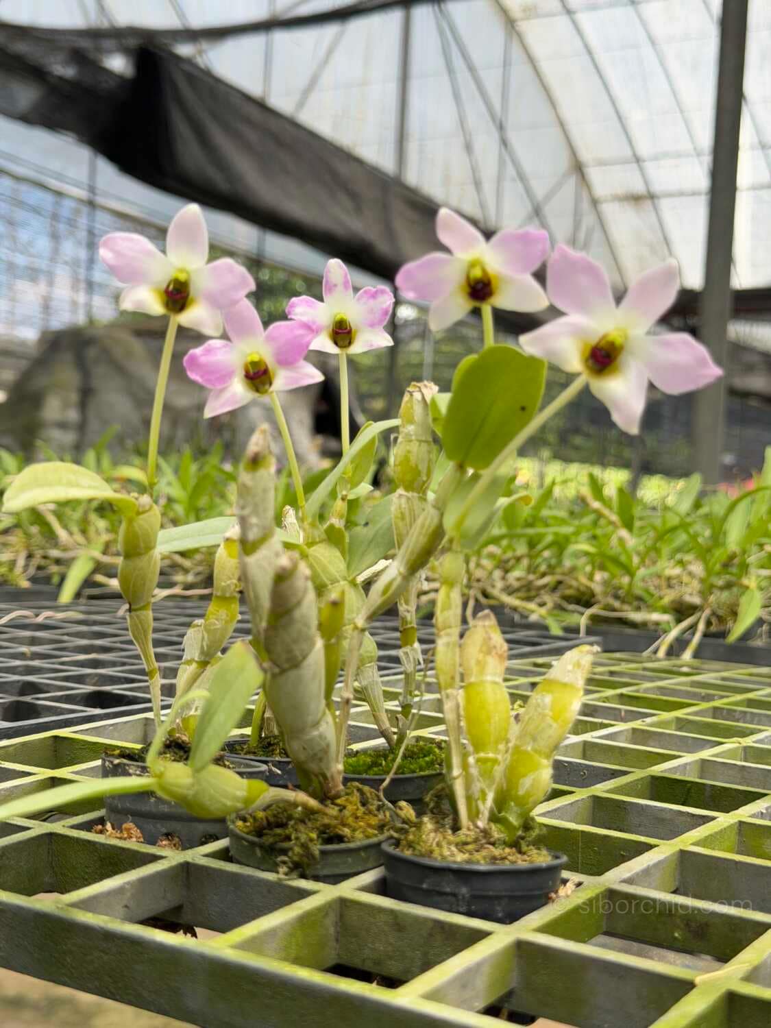 Dendrobium trantuanii – Blooming Size - Dendrobium trantuanii