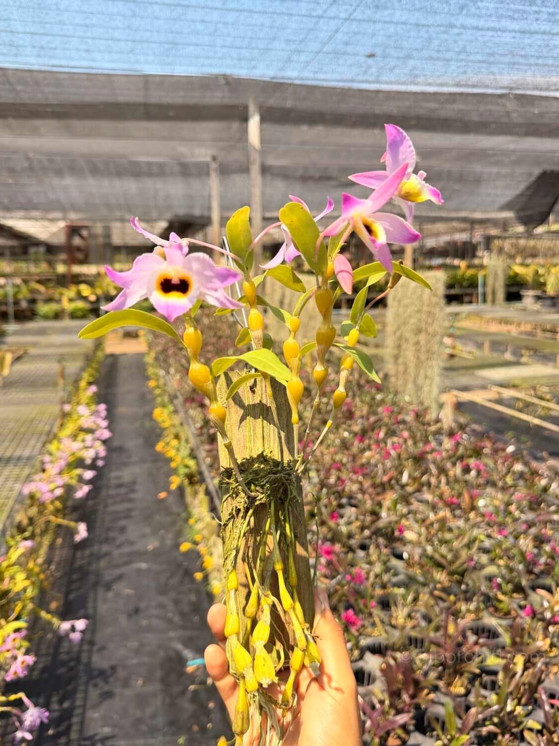 Dendrobium findlayanum var oculatum (Dark eye) - Dendrobium findlayanum