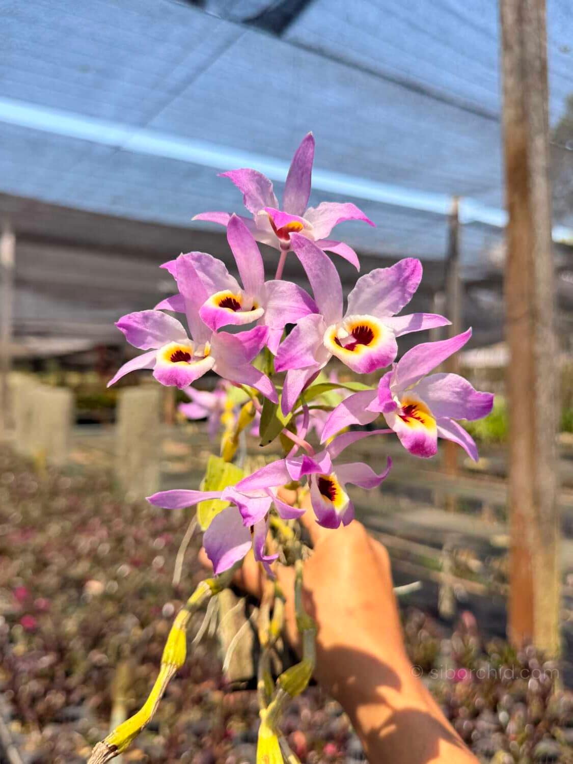 Dendrobium findlayanum var oculatum (Dark eye) - Dendrobium findlayanum var oculatum (Dark eye) - Image 5
