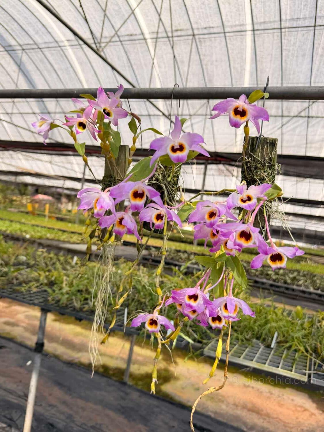 Dendrobium findlayanum var oculatum (Dark eye) - Dendrobium findlayanum