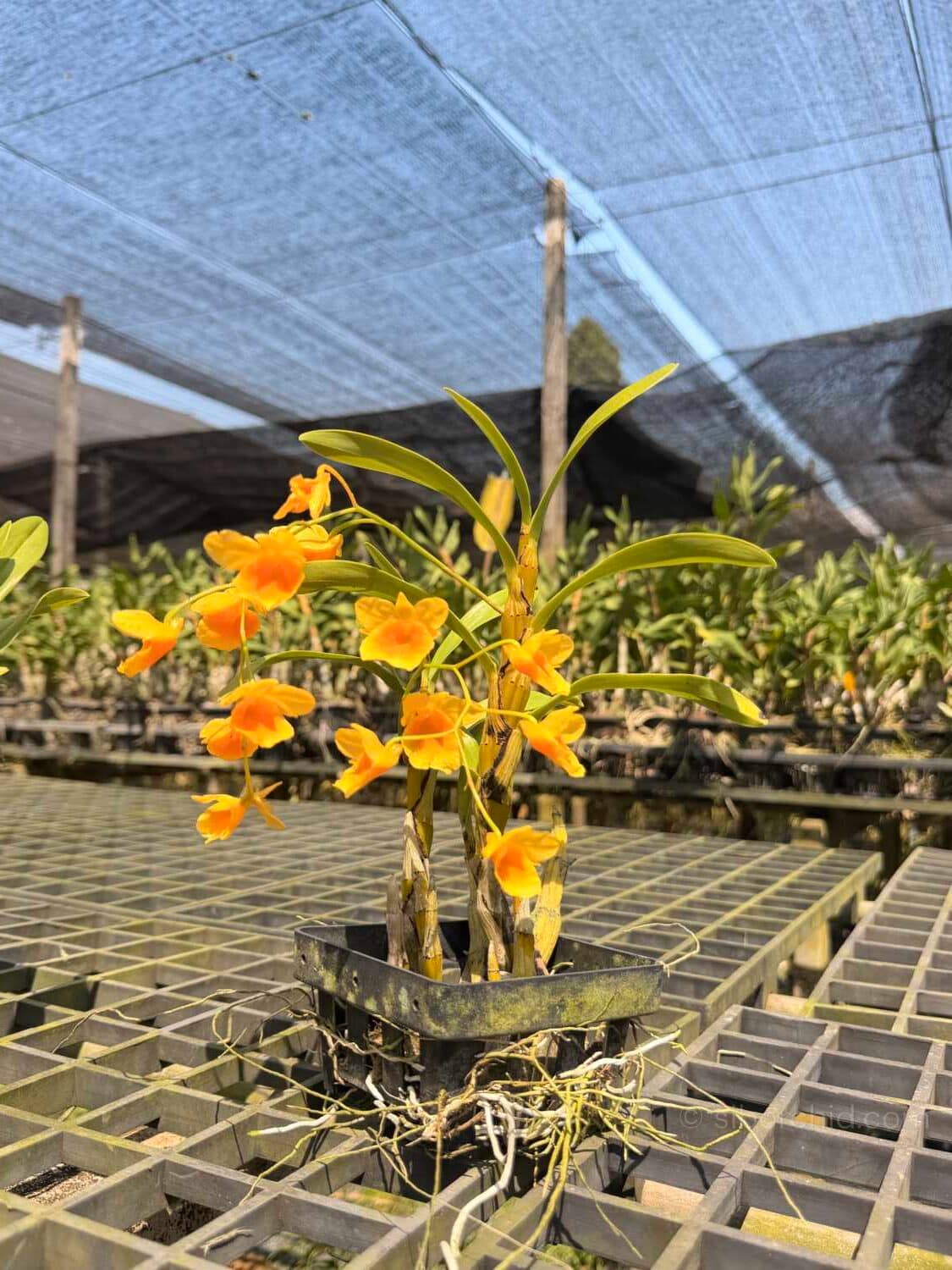 Dendrobium braianense- Dendrobium sukhakulii