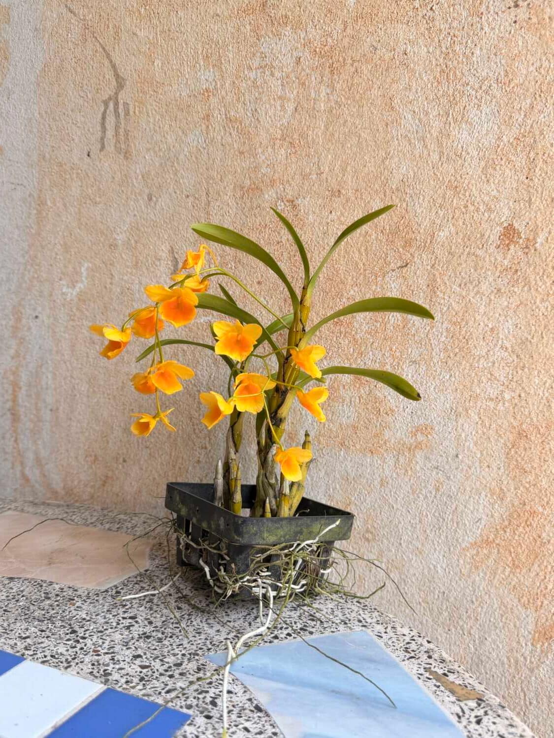 Dendrobium braianense- Dendrobium sukhakulii
