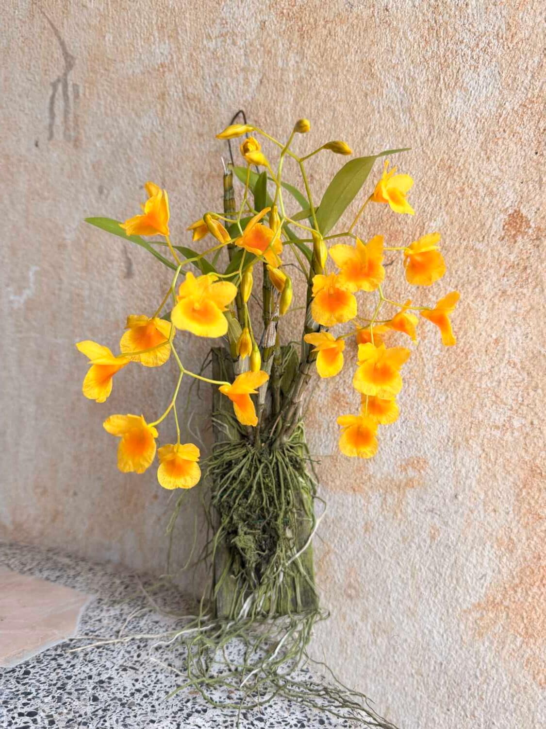 Dendrobium braianense- Dendrobium sukhakulii