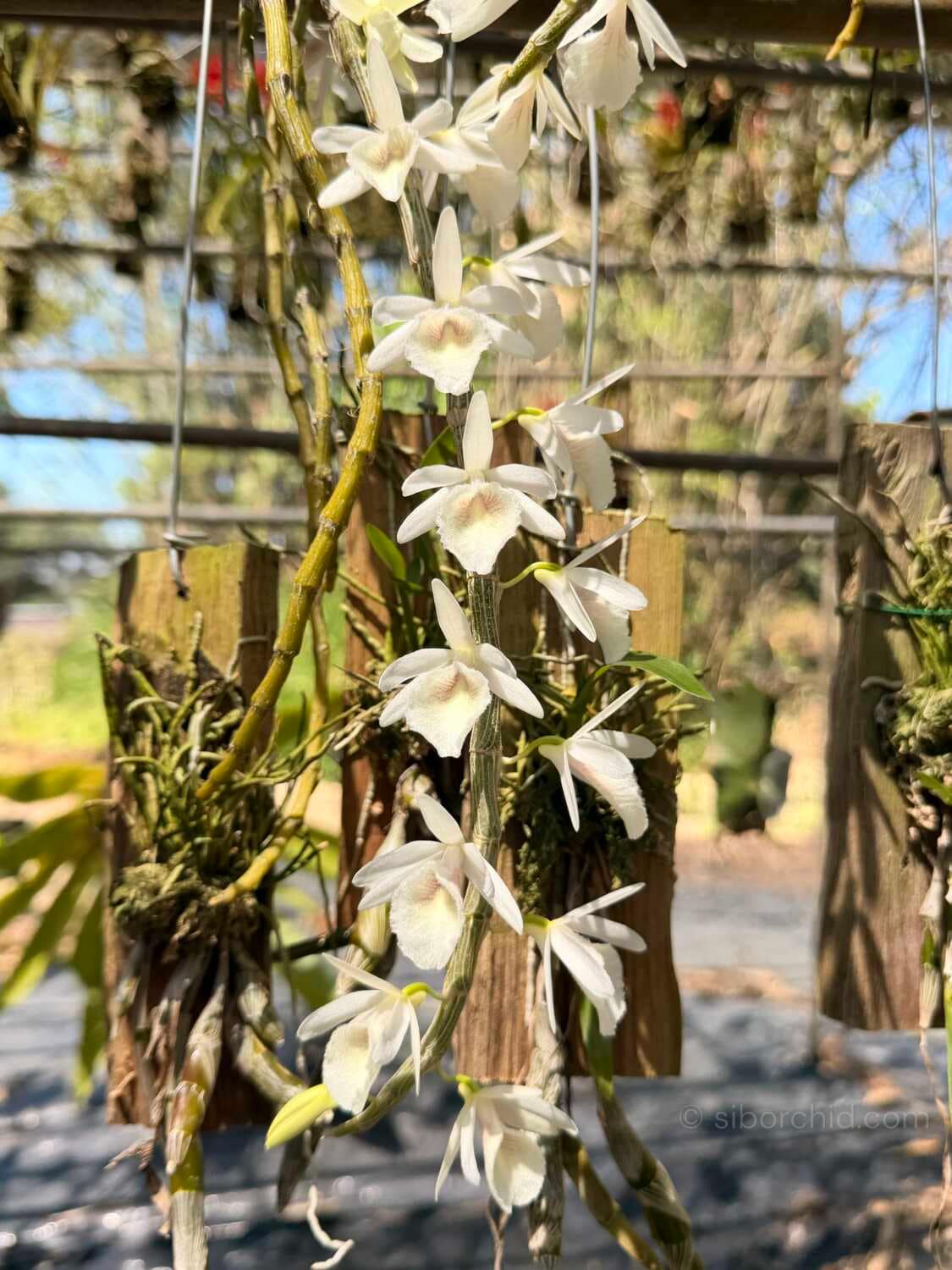 Dendrobium cretaceum - Dendrobium cretaceum - Image 2