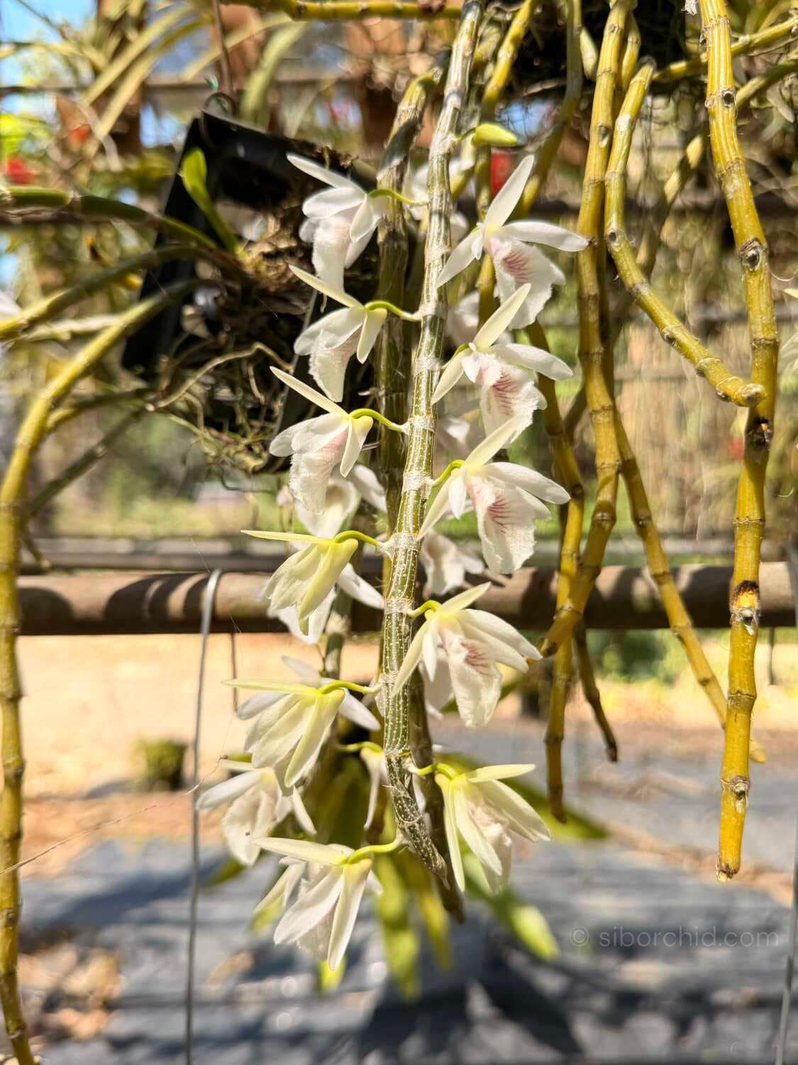Dendrobium cretaceum - Dendrobium cretaceum - Image 3