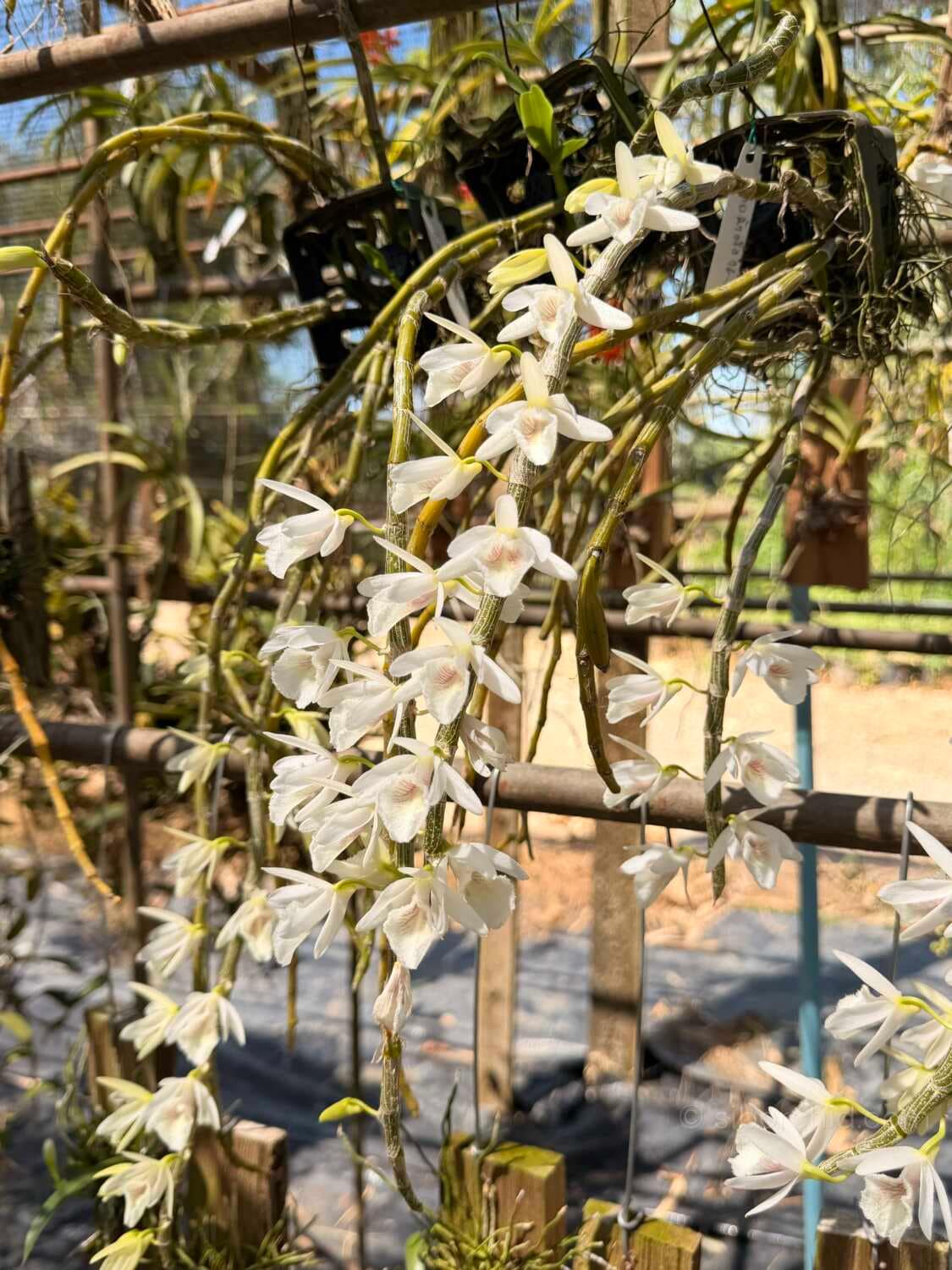 Dendrobium cretaceum - Dendrobium cretaceum - Image 4