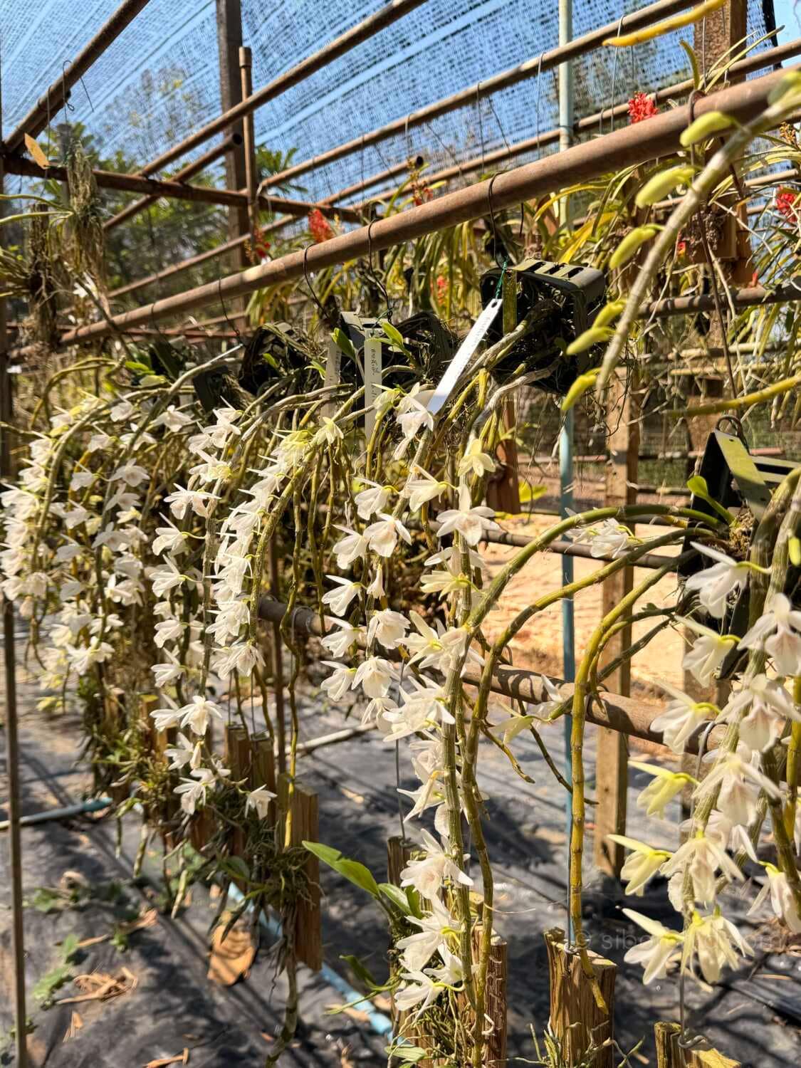 Dendrobium cretaceum - Dendrobium cretaceum - Image 5