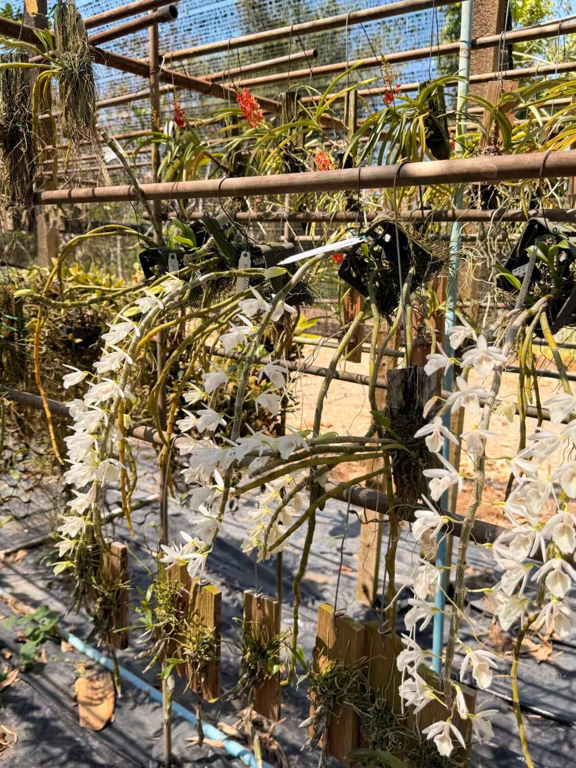 Dendrobium cretaceum - Dendrobium cretaceum - Image 7