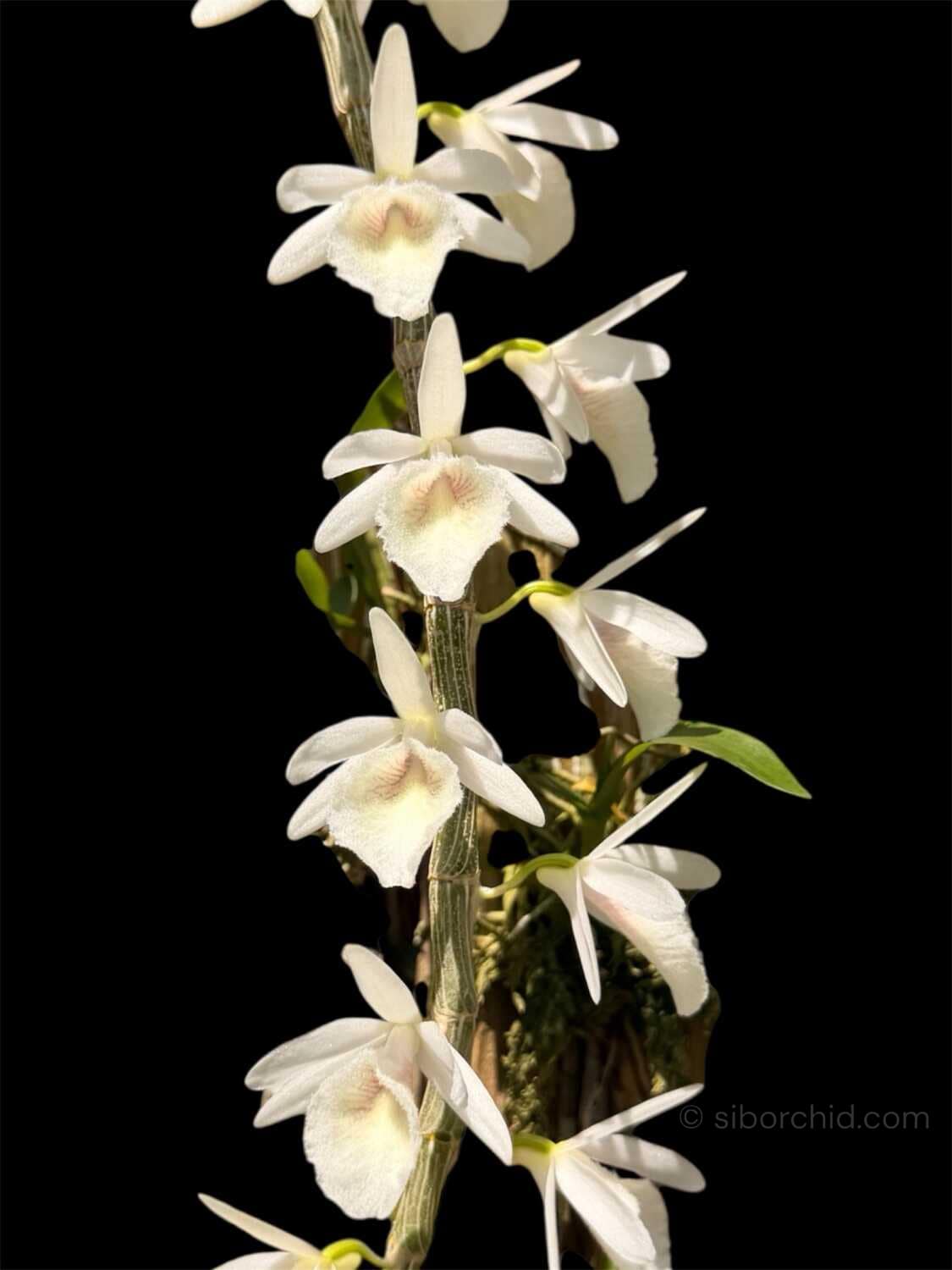 Dendrobium cretaceum - Dendrobium cretaceum