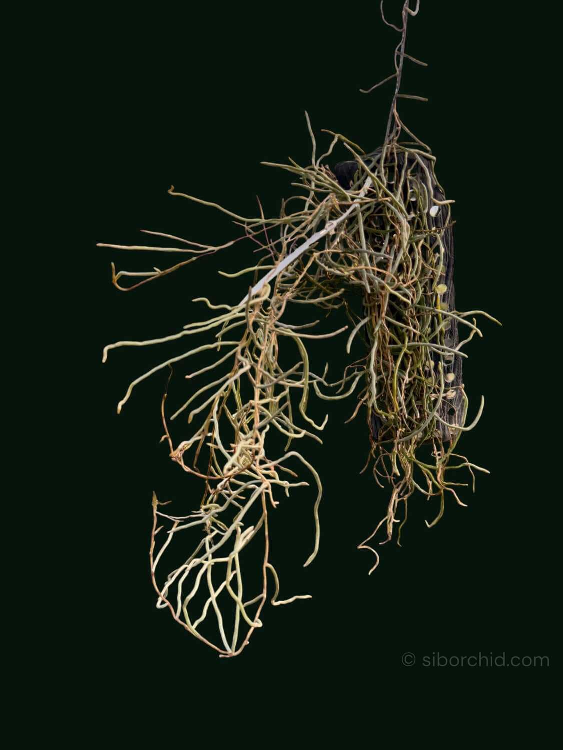 Microcoelia cornuta (Large Size) - Microcoelia cornuta (Large Size)