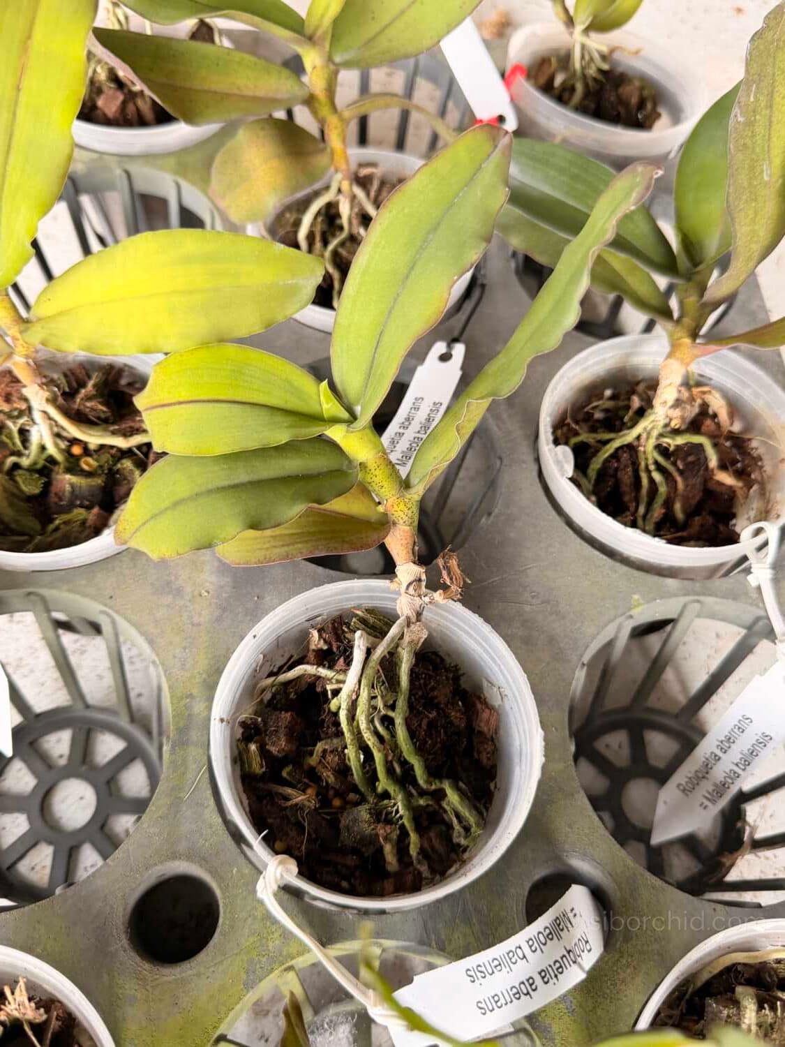 Robiquetia aberrans - Robiquetia aberrans