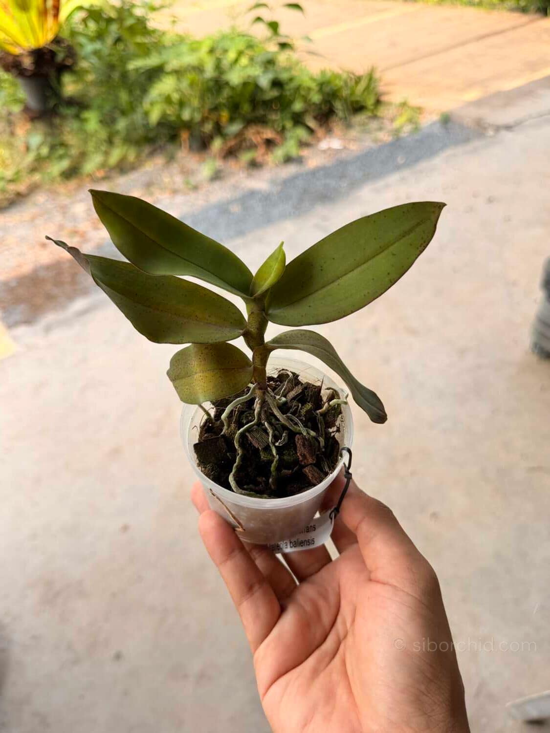 Robiquetia aberrans - Robiquetia aberrans