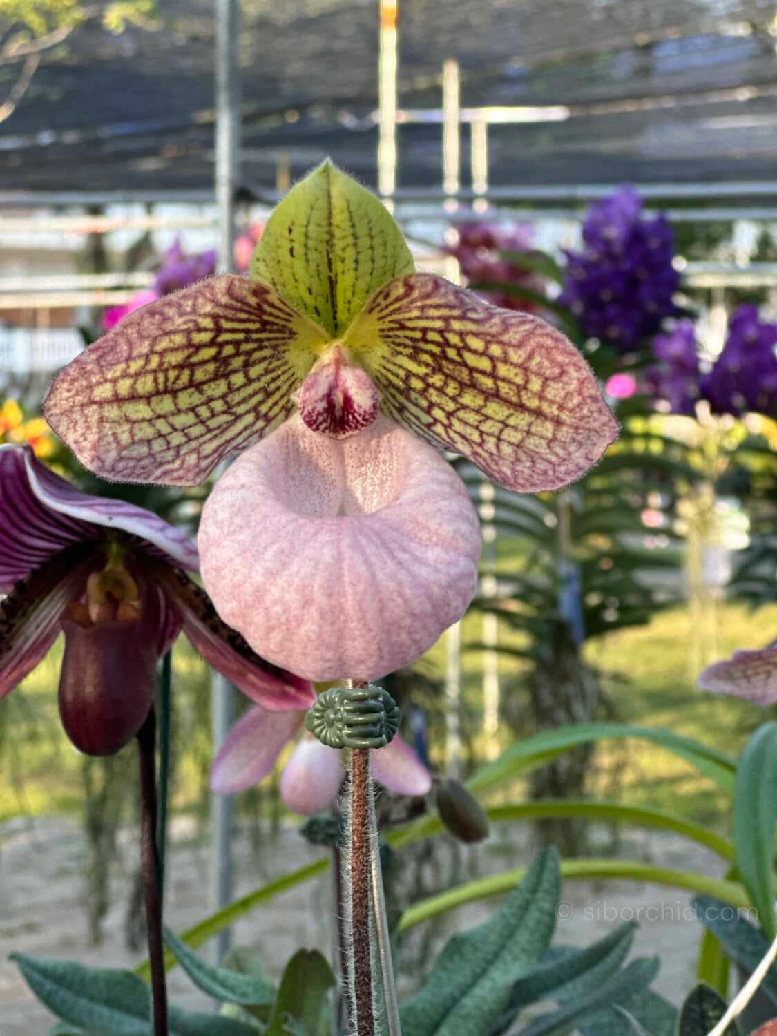 Paphiopedilum micranthum - Paphiopedilum micranthum