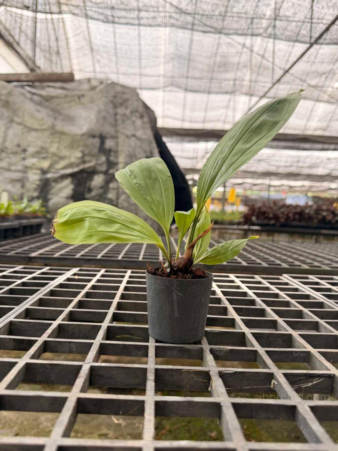 Stanhopea tricornis - Stanhopea tricornis