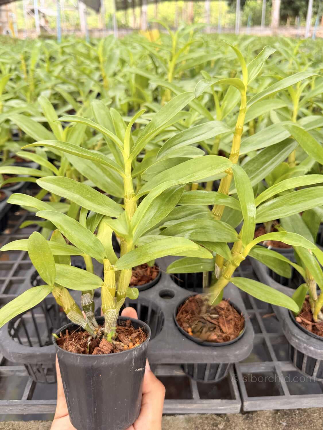 Dendrobium Rainbow Dance (Hybrid) (No89) - Dendrobium Rainbow Dance (Hybrid)