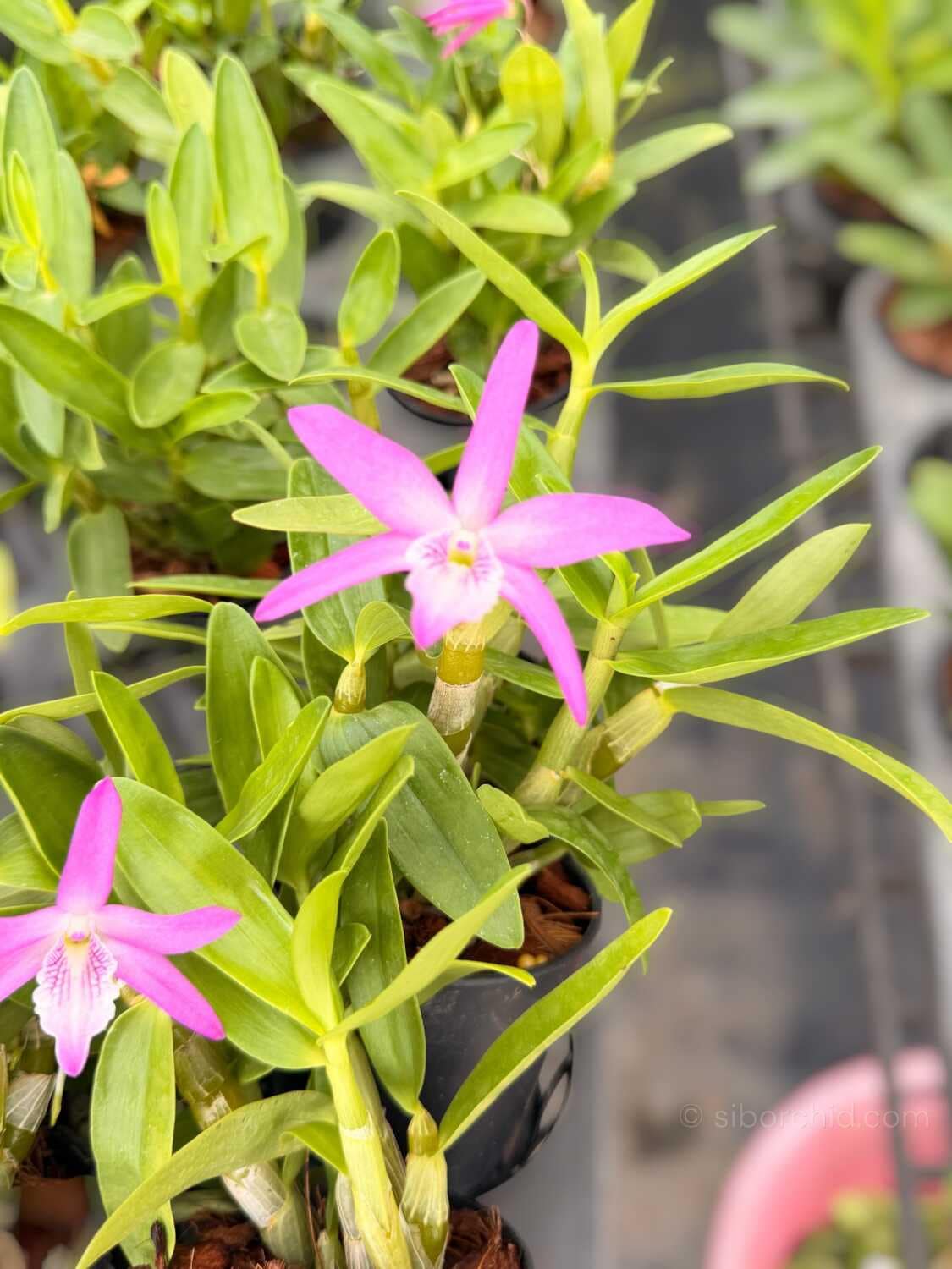 Dendrobium Rainbow Dance (Hybrid) (No89) - Dendrobium Rainbow Dance (Hybrid)