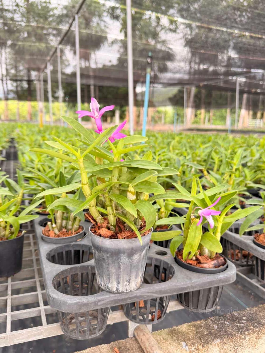 Dendrobium Rainbow Dance (Hybrid) (No89) - Dendrobium Rainbow Dance (Hybrid)