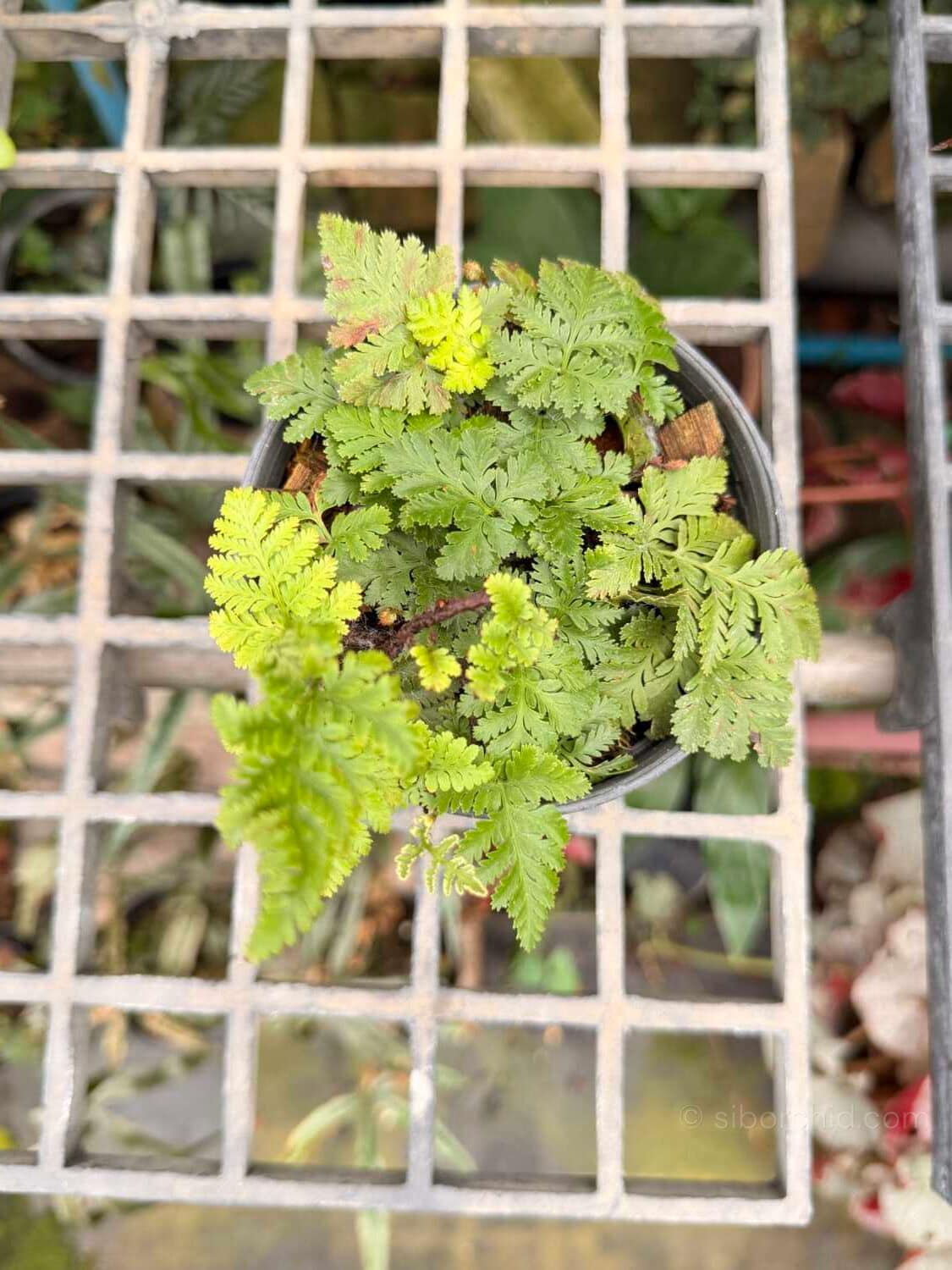 Davallia fejeensis Dwarf (Rabbit Foot Fern) - Davallia fejeensis Dwarf Form