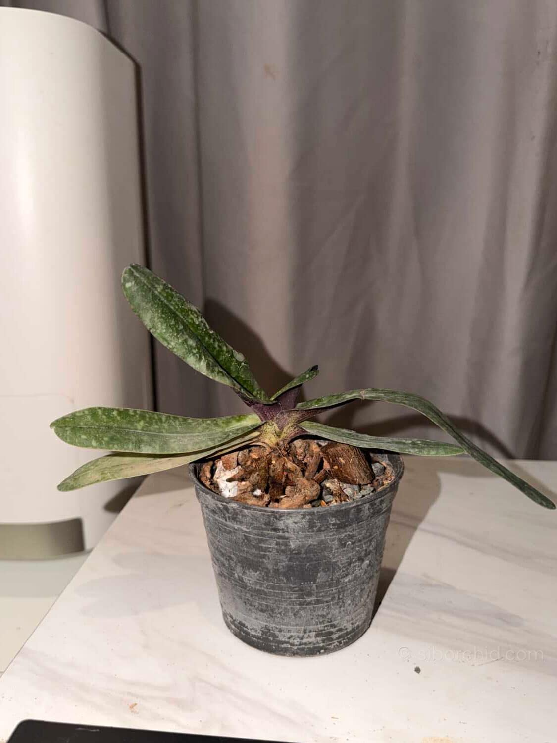 Paphiopedilum josianae - Image 2