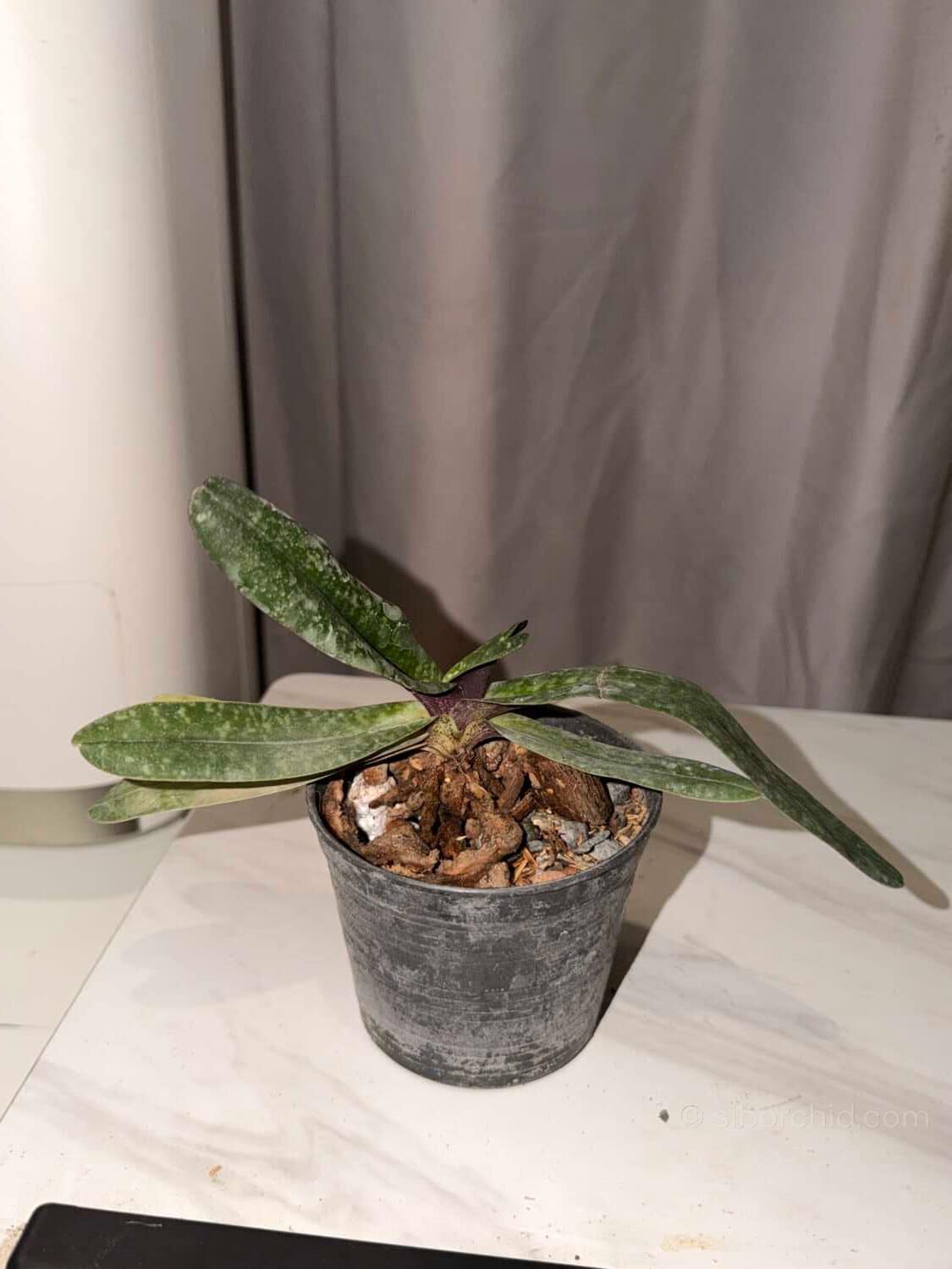 Paphiopedilum josianae - Image 3