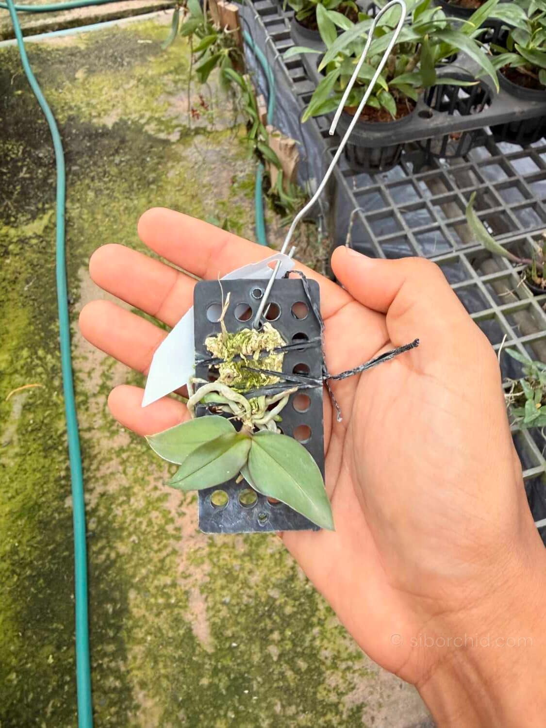 Phalaenopsis mirabilis