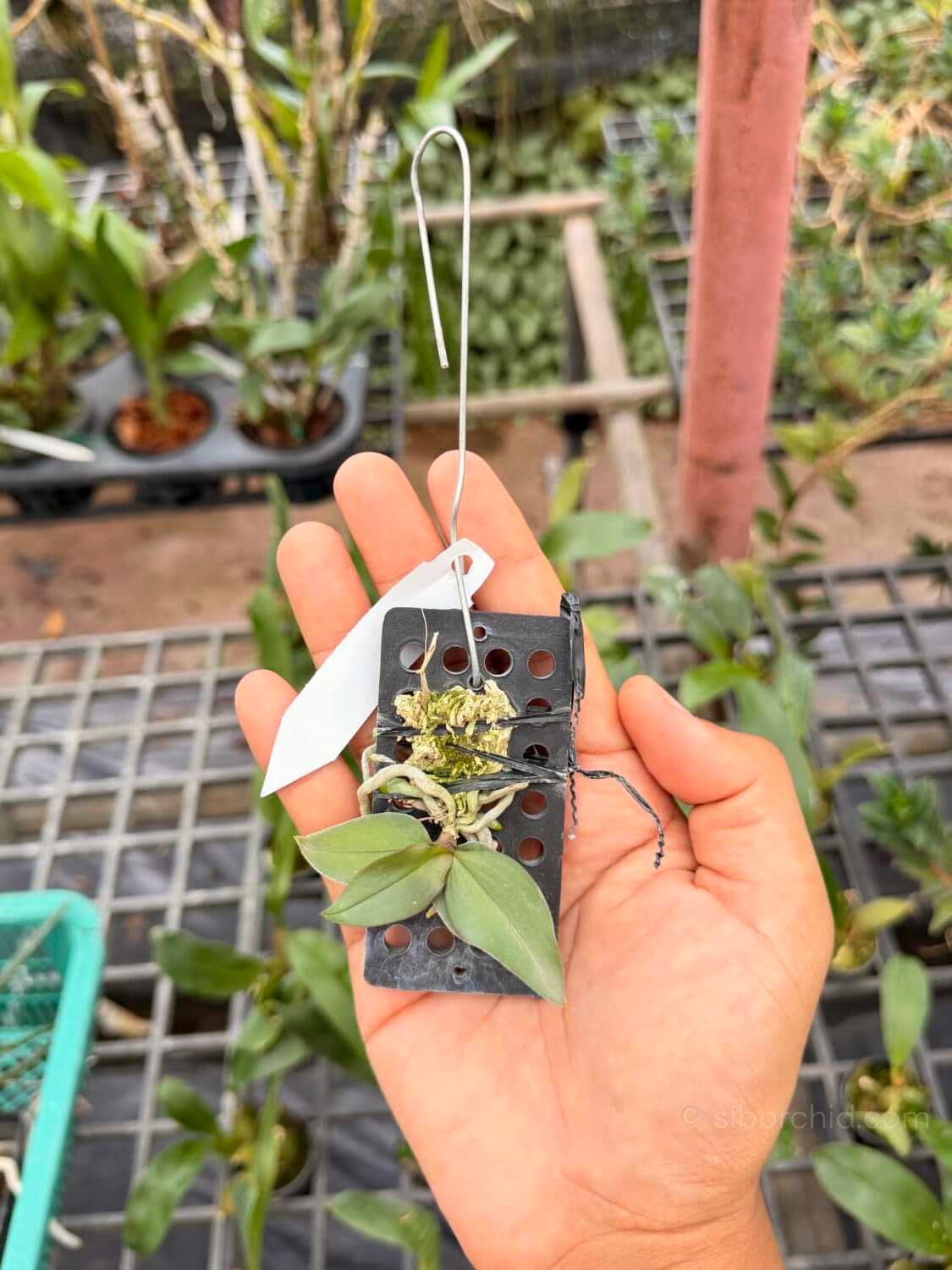 Phalaenopsis mirabilis