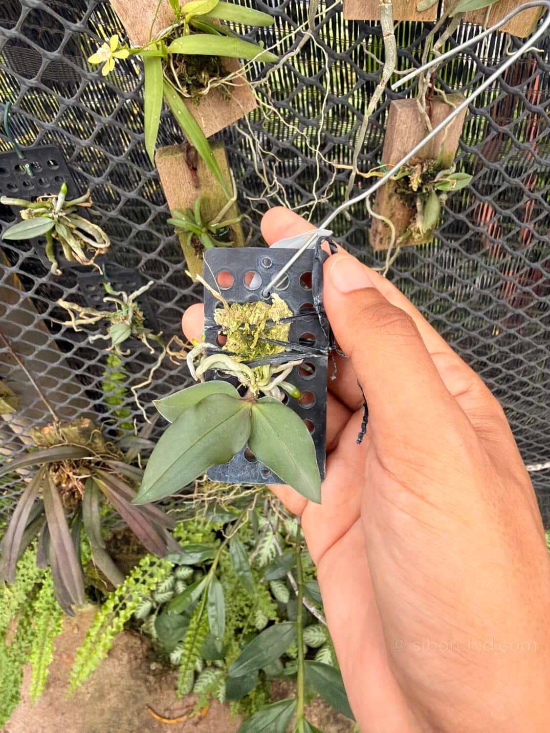 Phalaenopsis mirabilis