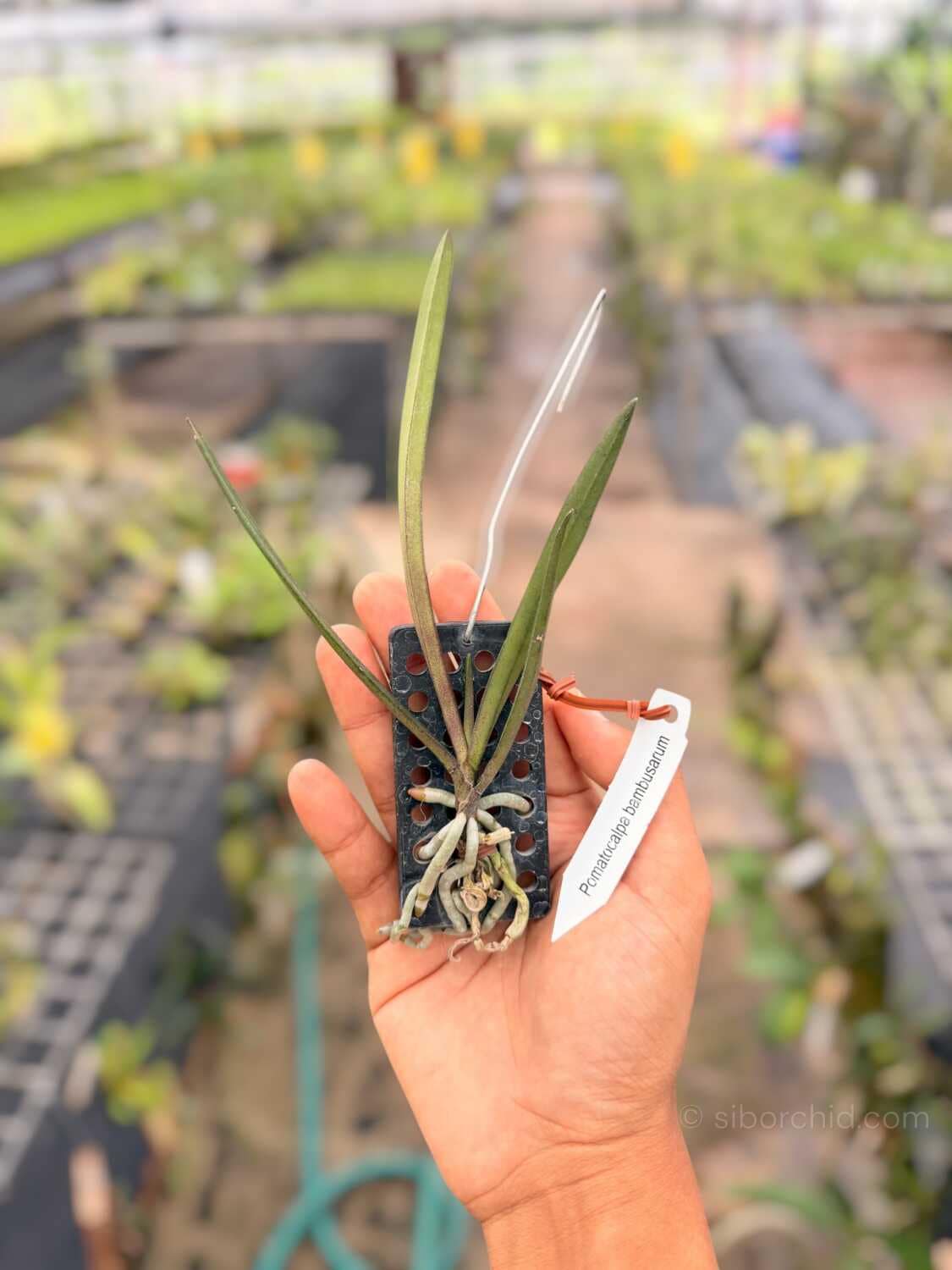 Pomatocalpa bambusarum (Bamboo Orchid) - Pomatocalpa bambusarum (Bamboo Orchid)